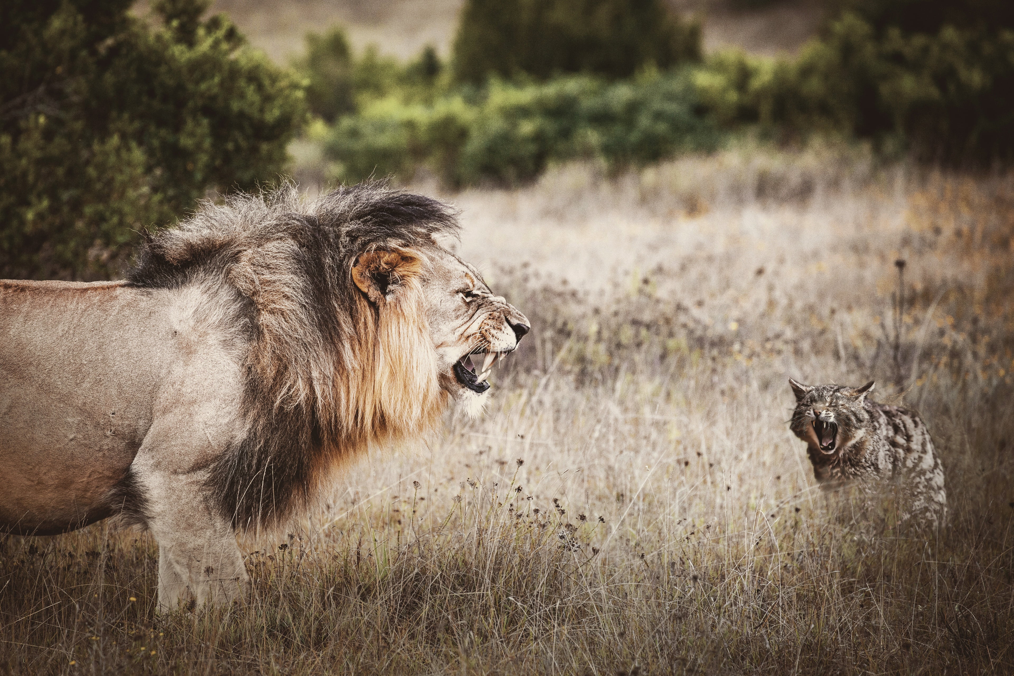 the threat, animal wildlife, undomesticated cat, day, the bushes, mouth, animal themes, fangs, enemies, feline, nature, two animals, predators, plant, growl, HD Wallpaper