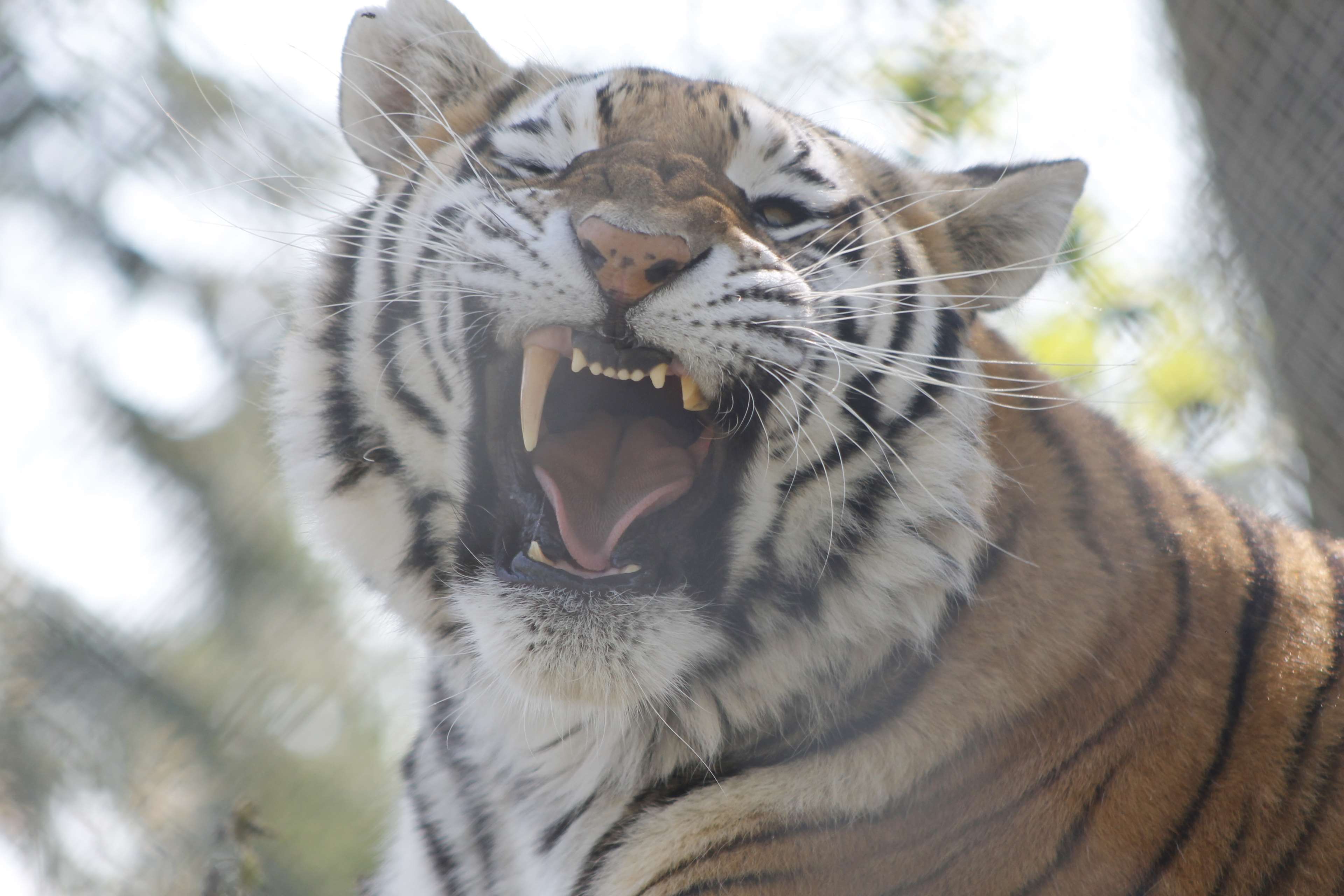 animal wildlife, focus on foreground, animal, no people, animal teeth, mouth, animal body part, tiger, big cat, domestic animals, domestic cat, pets, one animal, HD Wallpaper