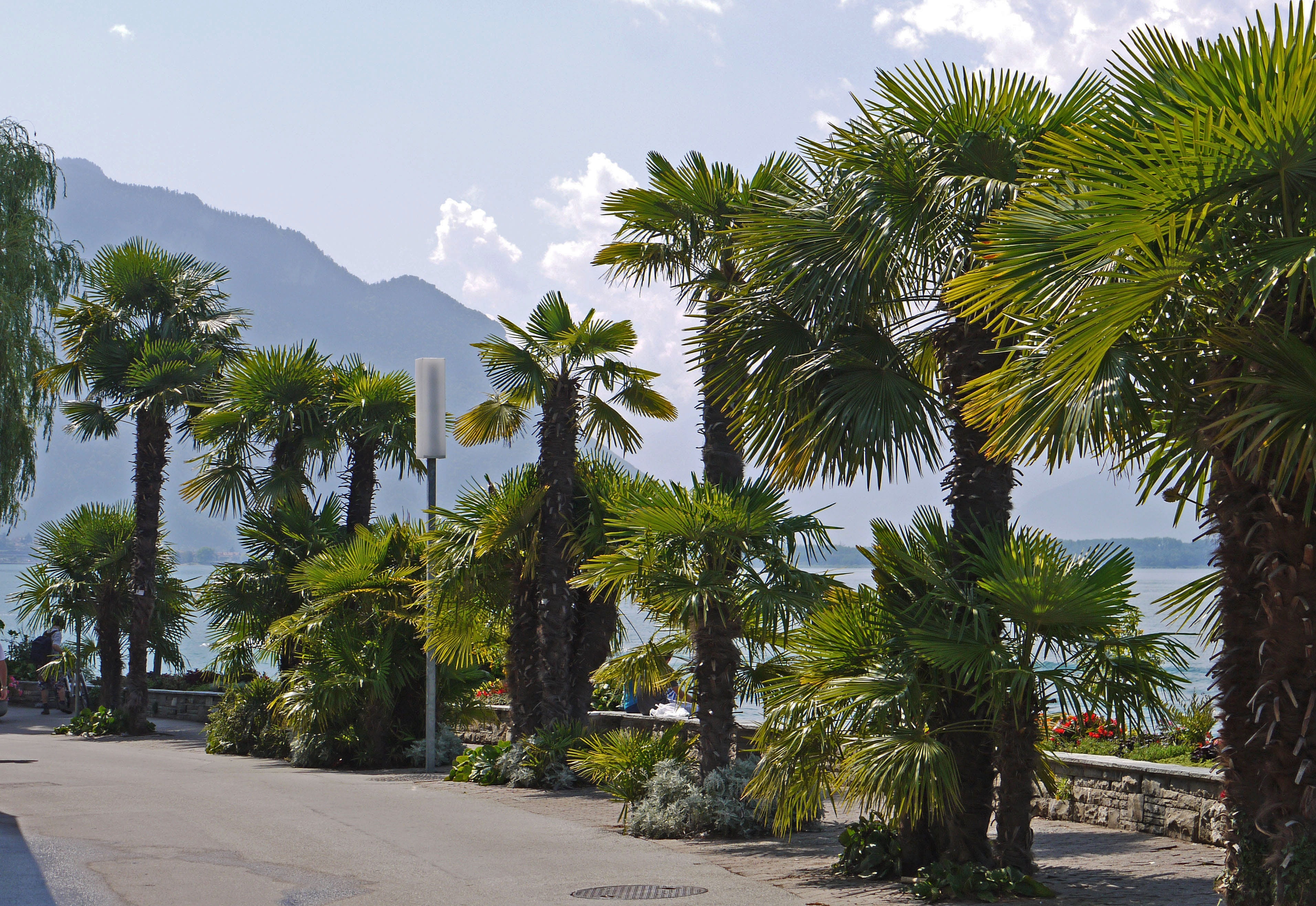 clouds, tropical tree, tree, tropical climate, 2K, day, plant, lake geneva, sky, growth, the south-east shore, lac léman, nature, outdoors, montreux, water, HD Wallpaper