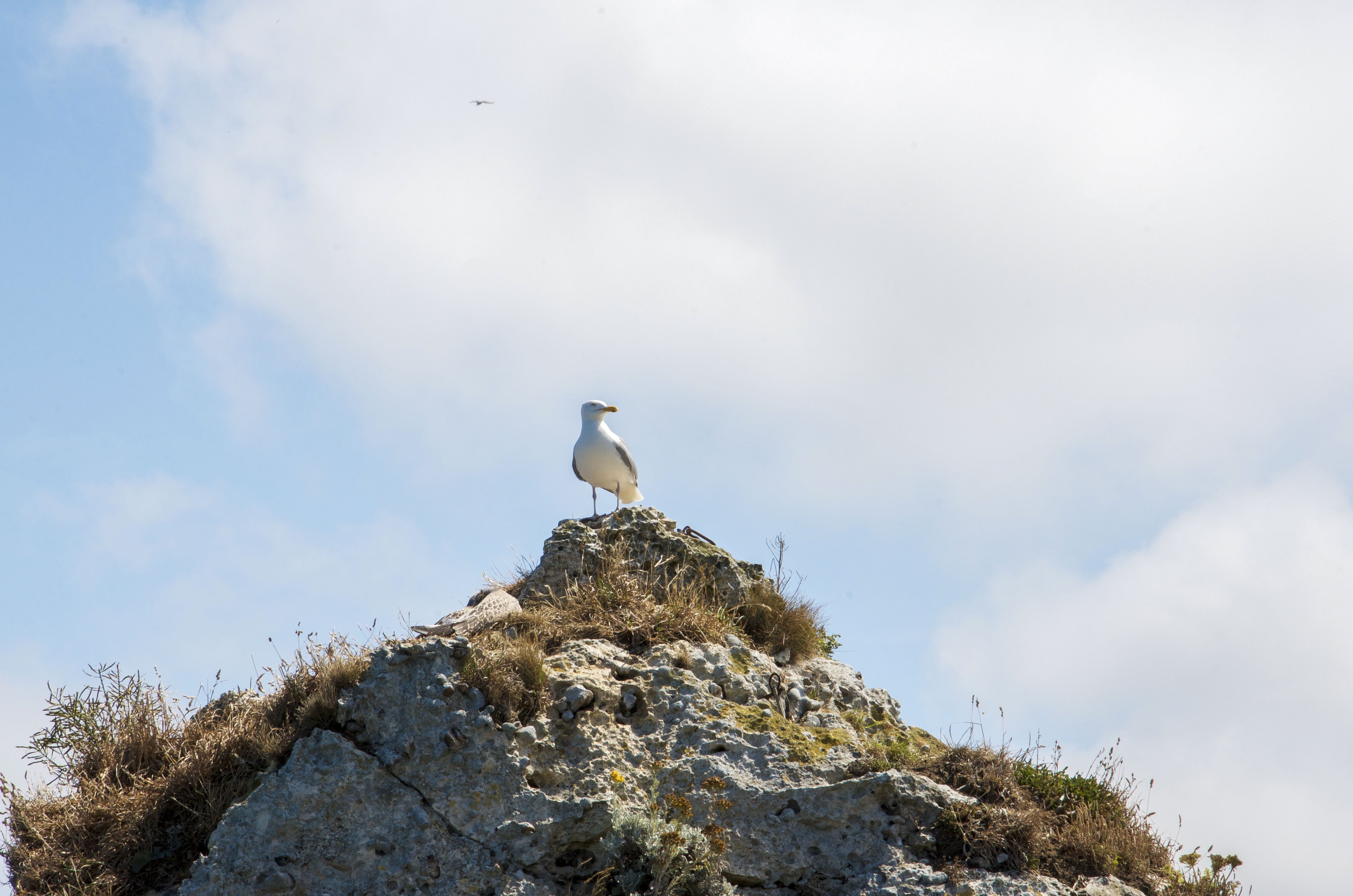 low angle view, bird, vertebrate, beach, en, rock, ocean, animal, sky, animals in the wild, day, normandie, mountain peak, 4K, france, perching, animal nest, HD Wallpaper
