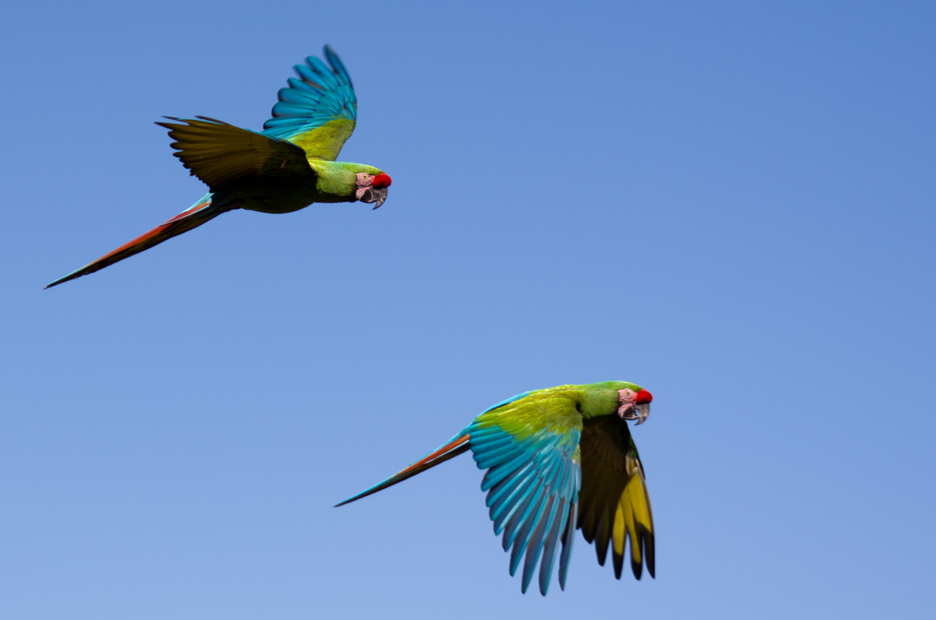 Sigma, in flight, parrot, nature, en, Villars les Dombes, two, tropical Climate, outpost, feather, Macaw, animals In The Wild, parrots, wildlife, Villars-les-Dombes, HD Wallpaper