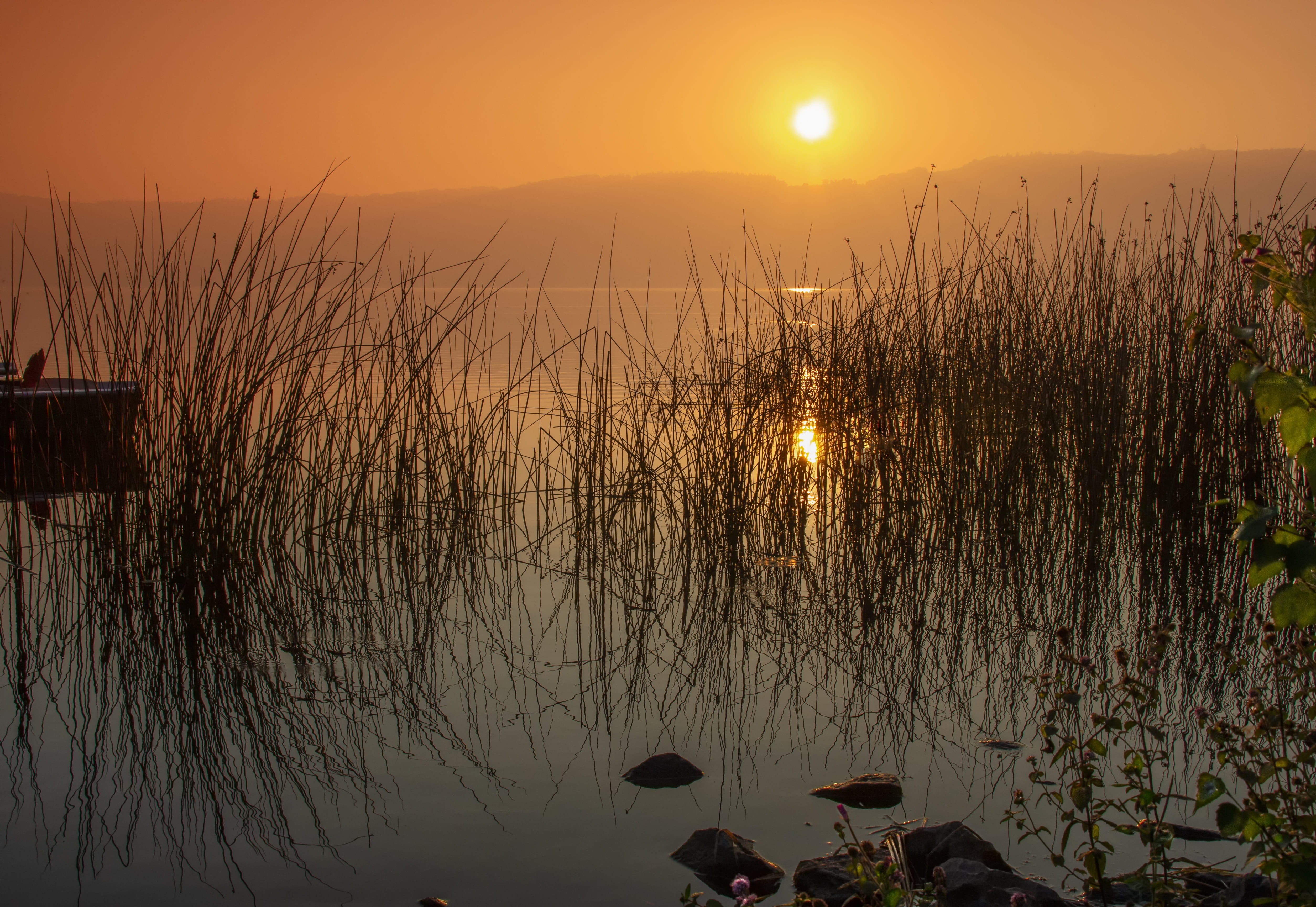 reflection, silhouette, mirroring, bare tree, water, tranquility, laacher lake, reflection lake, sun, nature, sky, waters, reed, sunset, plant, non-urban scene, HD Wallpaper