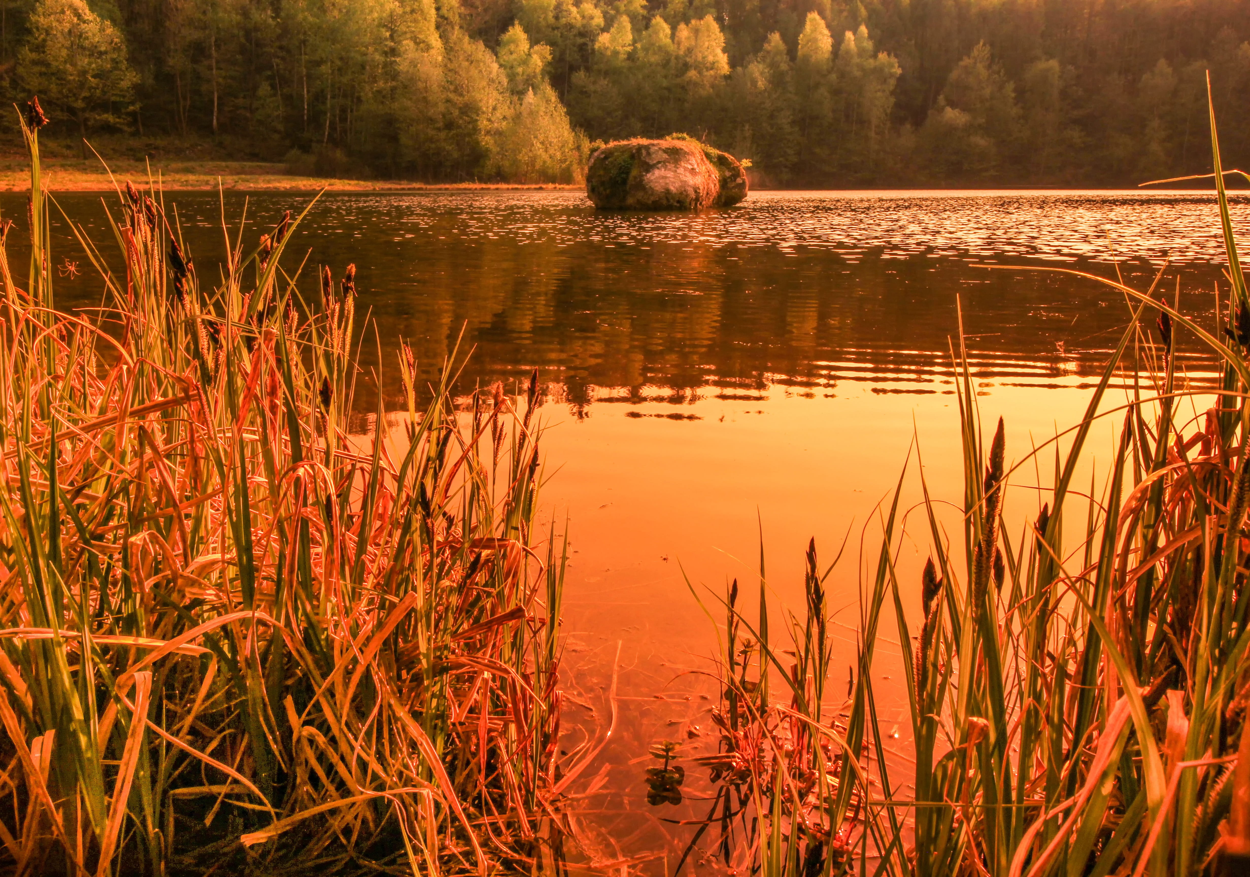 rhineland palatinate, animal themes, scenics - nature, plant, no people, outdoors, relaxation, lake, grass, beauty in nature, sunset, rock, reed, day, animal, HD Wallpaper