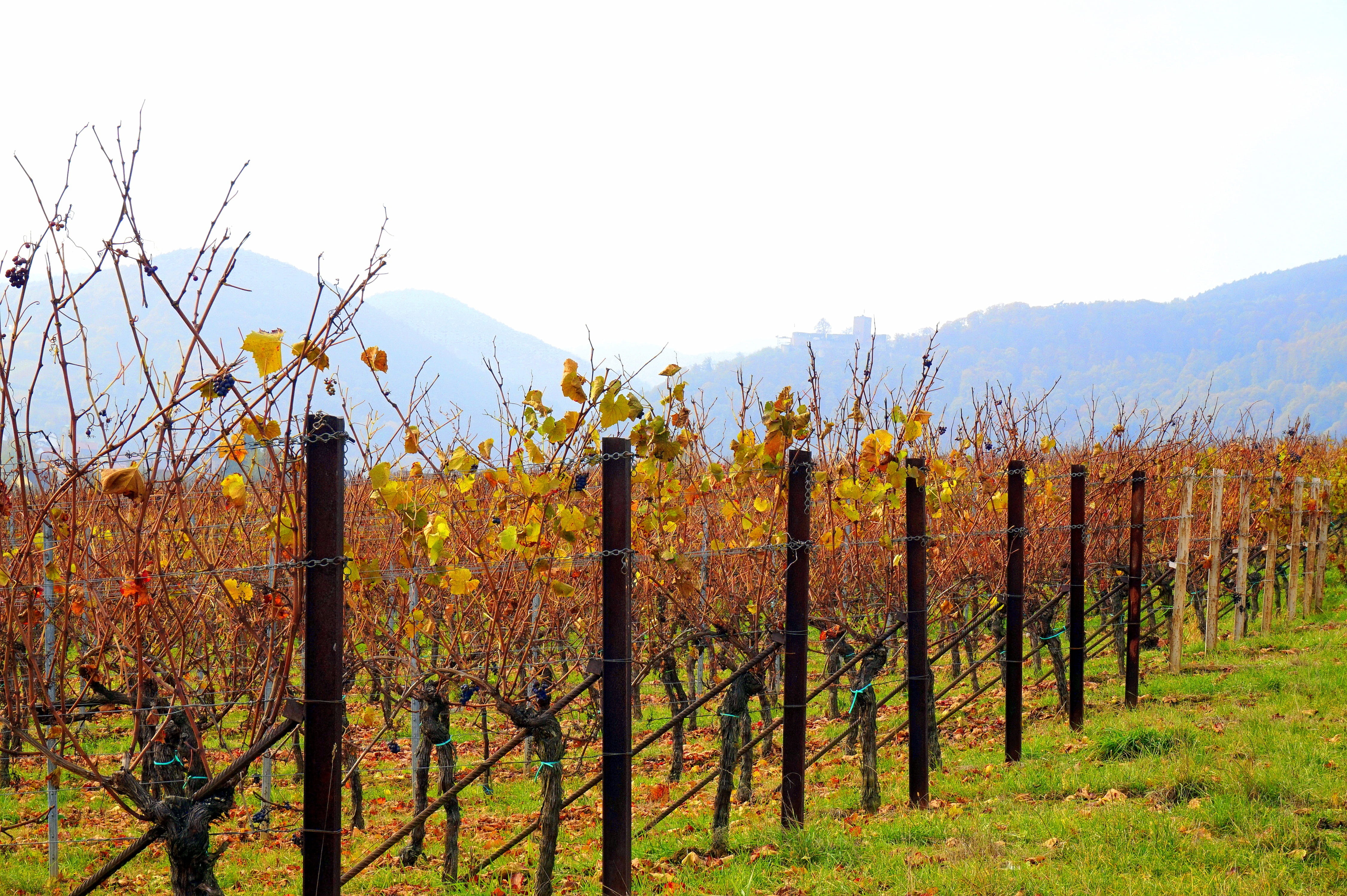 security, no people, landscape, palatinate, nature, plant, vineyard, day, vines, post, safety, winemaking, 4K, plantation, autumn, change, fence, sky, HD Wallpaper
