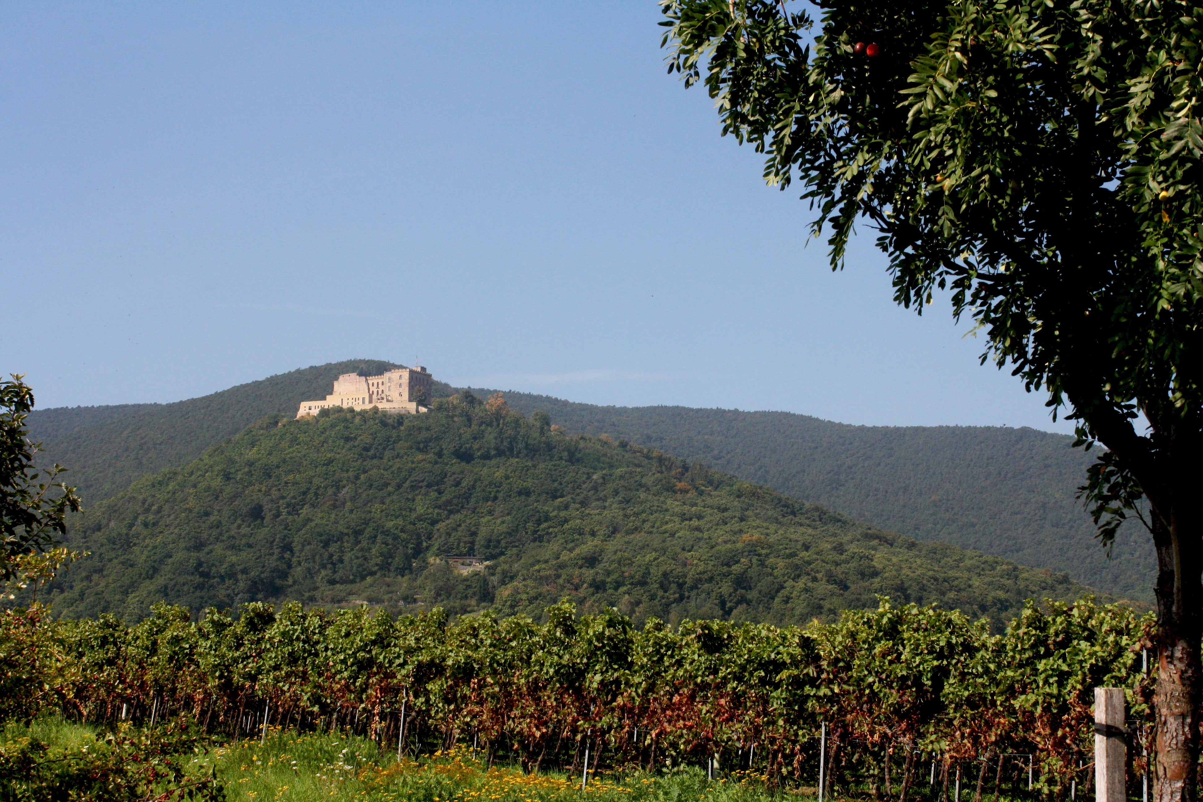 beauty in nature, hiking, palatinate, land, rhine valley, autumn, plant, hambach castle, ancient civilization, nature, no people, maik bunting, sky, vintage, HD Wallpaper