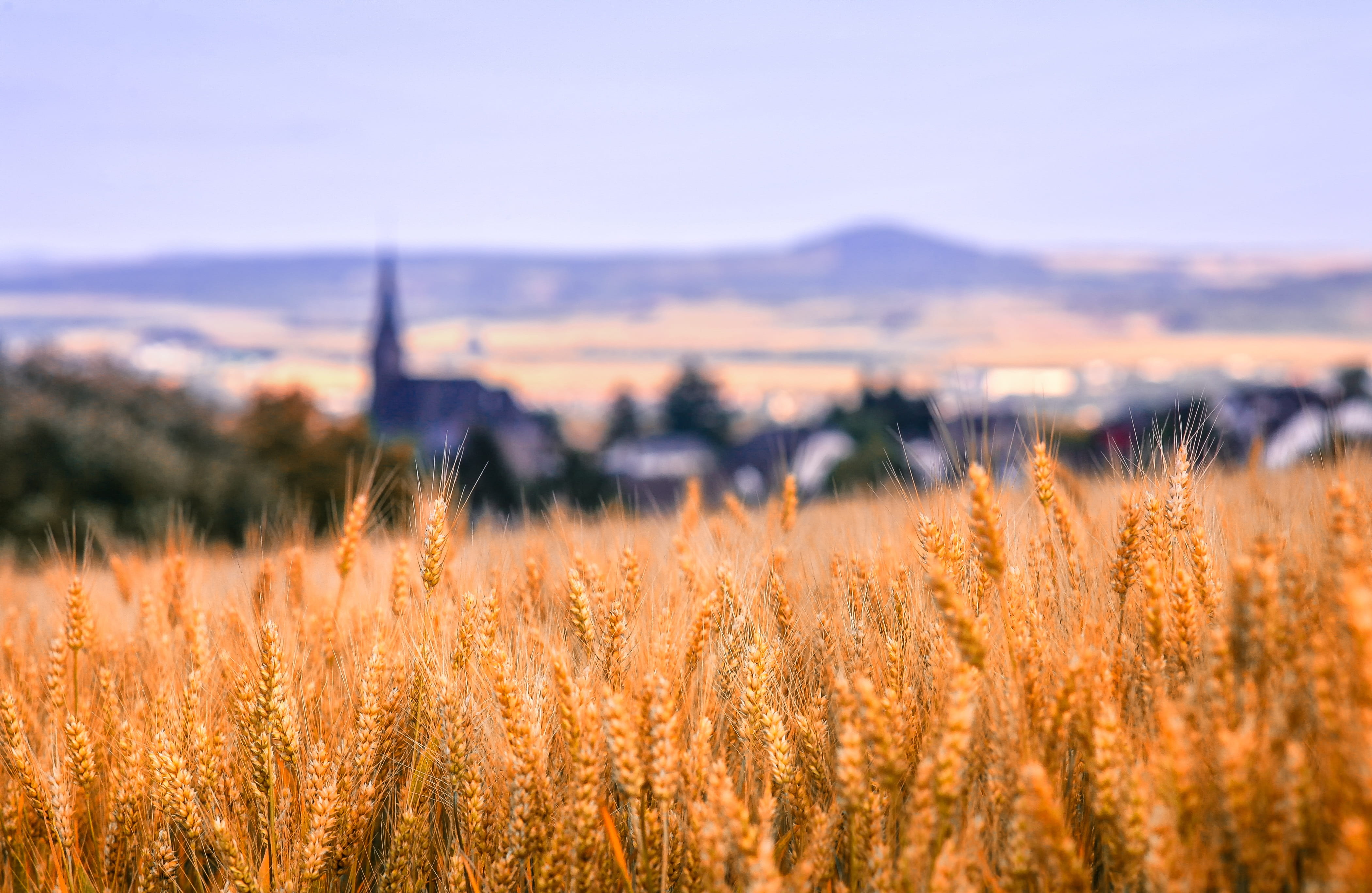 4K, prairie, plant, wheat, nature, twilight, ripe, cereal plant, rhineland palatinate, scenics - nature, outdoors, beauty in nature, cornfield, grain, HD Wallpaper