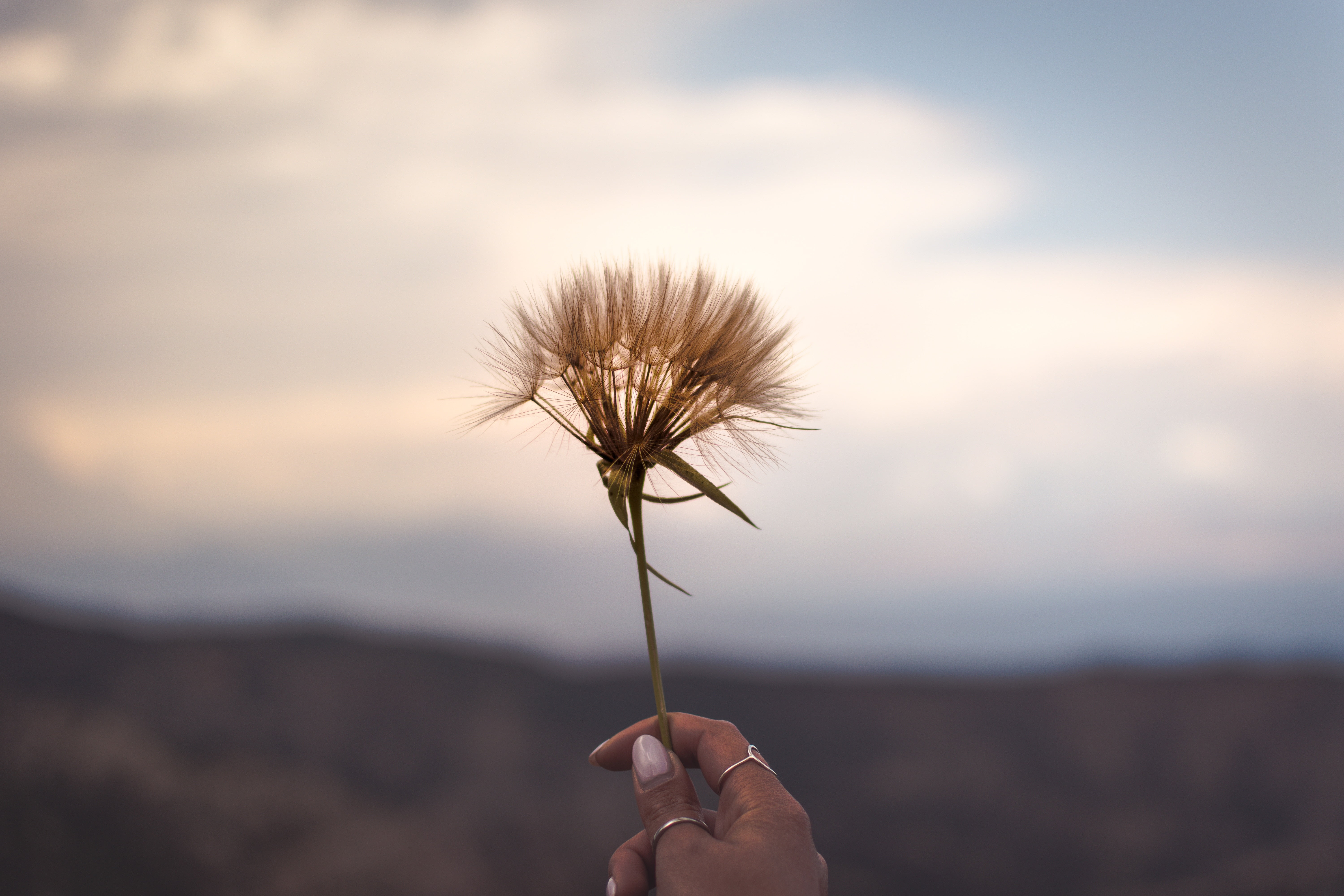 people, dandelion seed, 5K, field, plant, plant stem, human body part, one person, fragility, nature, focus on foreground, finger, hand, desert, flower head, HD Wallpaper