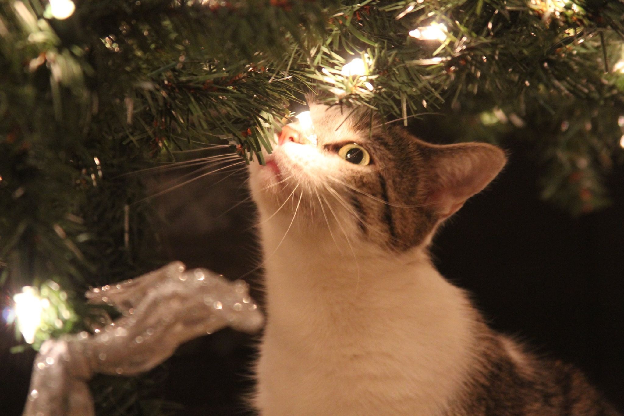 pets, domestic animals, christmas tree, close-up, tree, christmas, near, human hand, hand, mammal, photo, animal themes, cat, domestic Cat, whisker, christmas decoration, HD Wallpaper