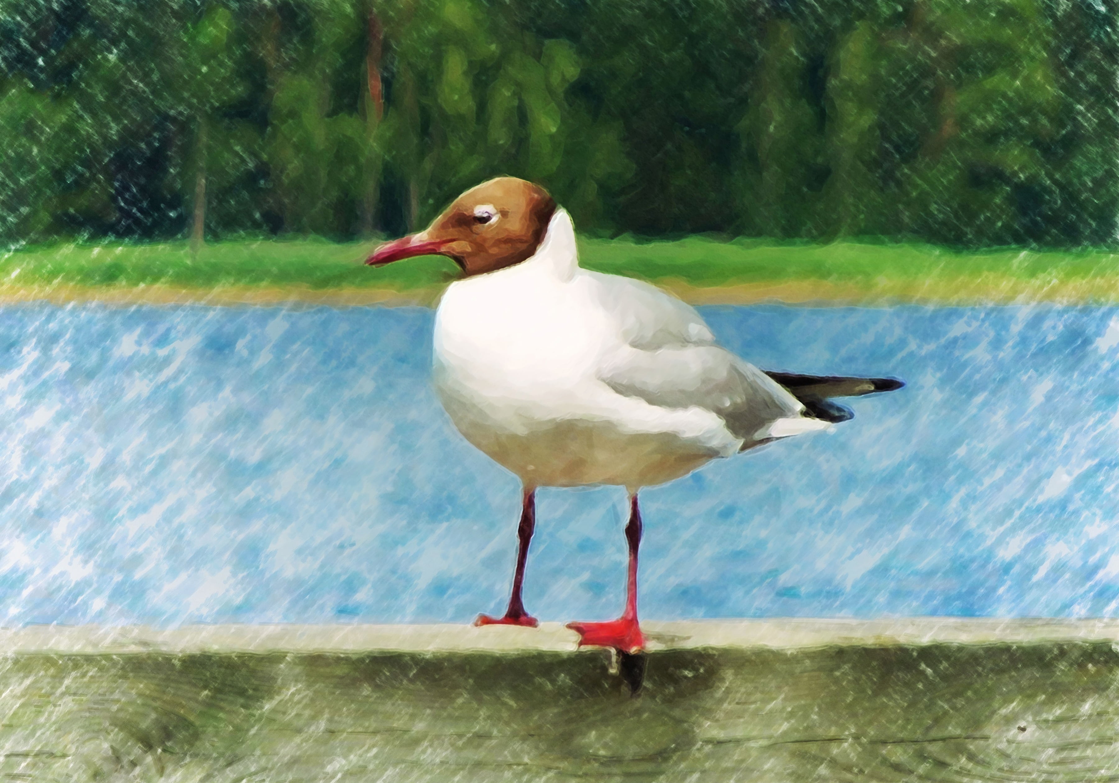 coast, wood, one, mature, centered, hand-drawn, on canvas, wildlife, painting, adult, crayon, close-up, beak, resting, water, pastel, finland, HD Wallpaper