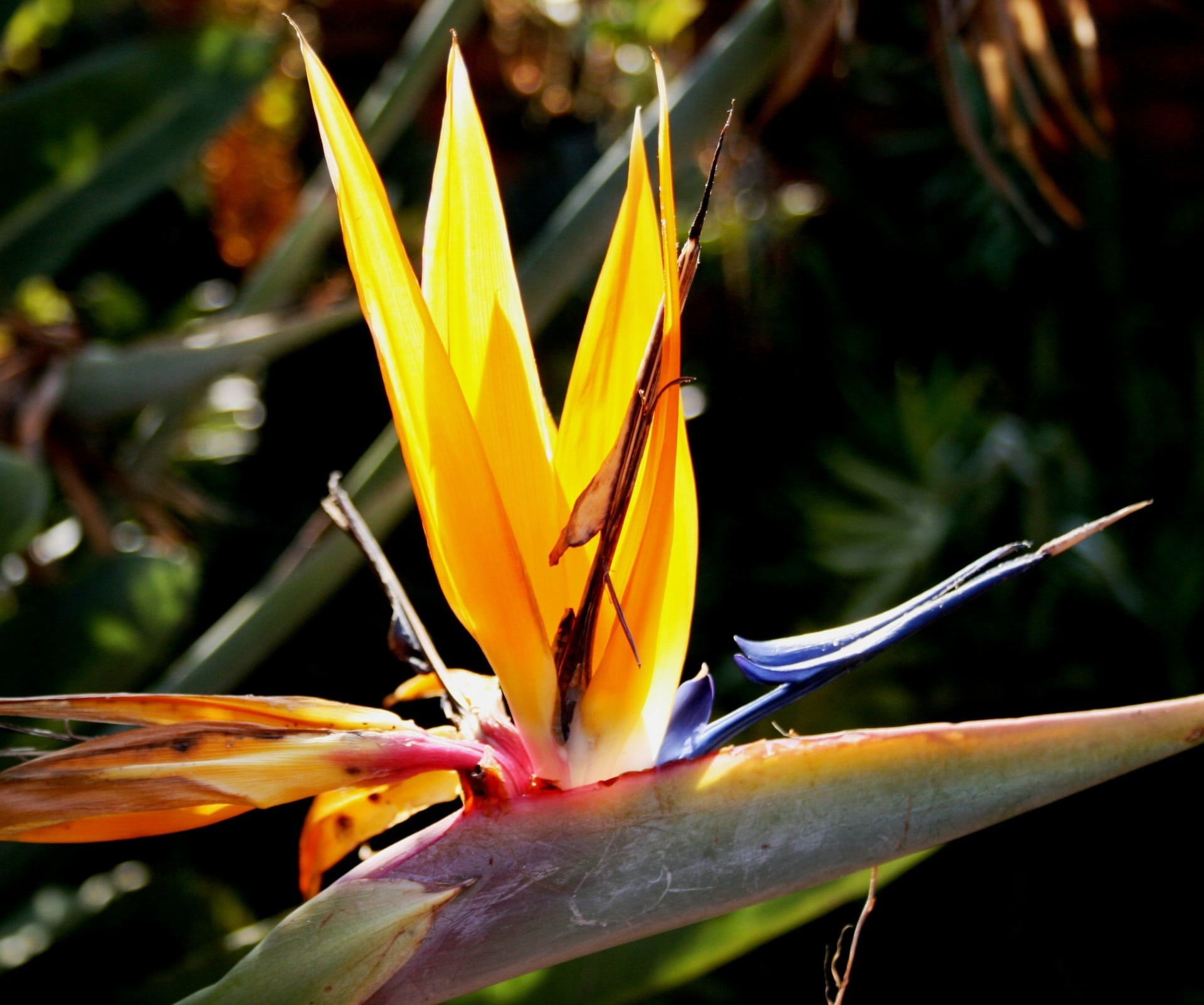 orange, flower head, blue, fragility, geometric, no people, growth, exotic, beauty in nature, focus on foreground, leaf, petal, yellow, nature, inflorescence, HD Wallpaper