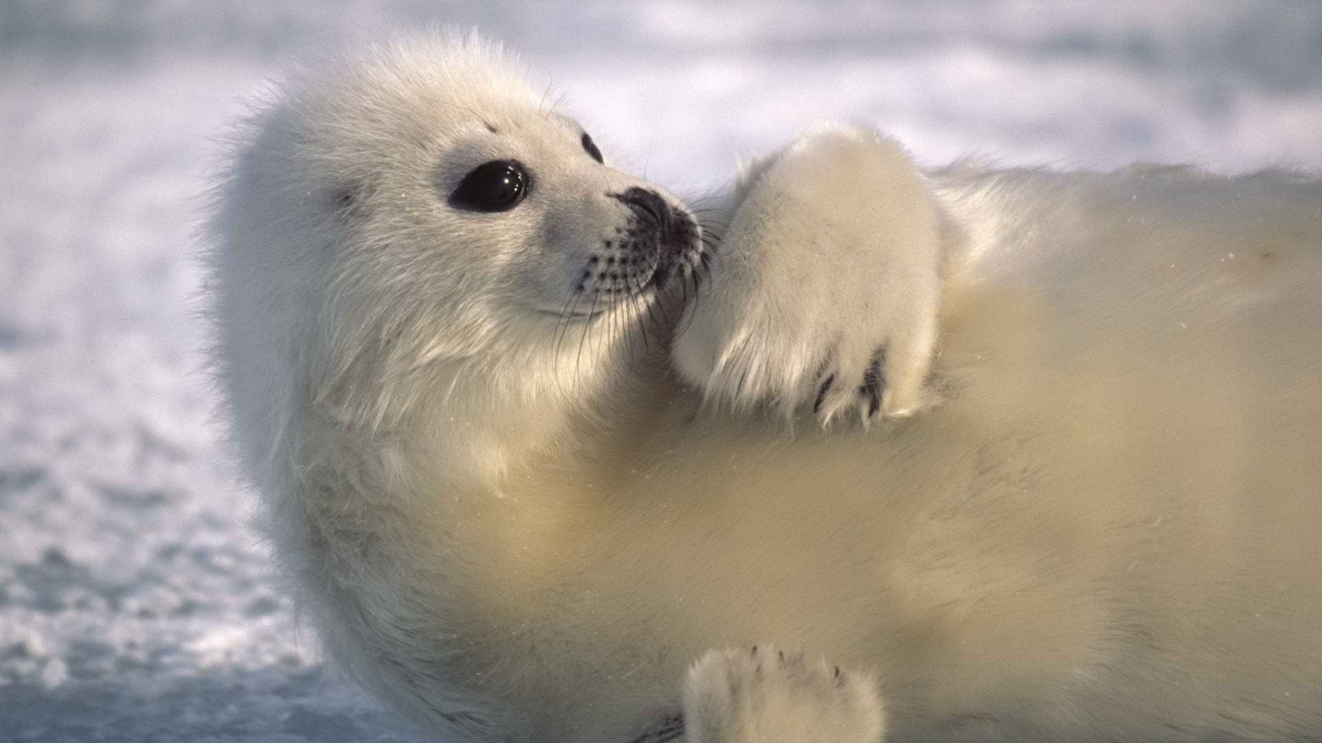 animals, hd, seal, 1080P, harp, HD Wallpaper