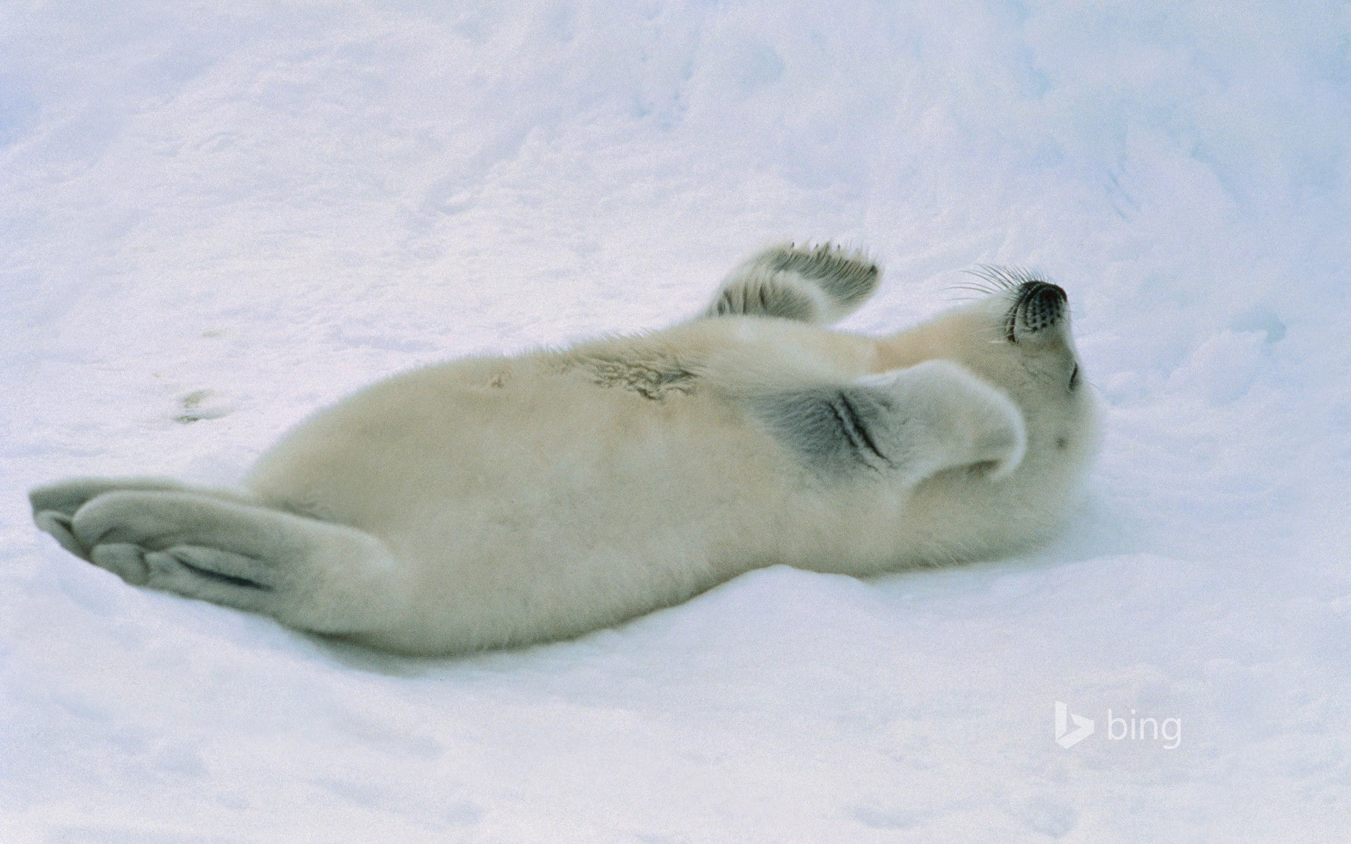 nature, seals, animals, 1080P, HD Wallpaper