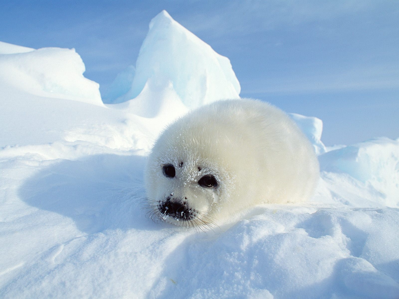 fluffy, seal - animal, frost, small, bear, water, pets, close-up, looking at camera, vertebrate, animal themes, white, winter, no People, arctic, snow, HD Wallpaper