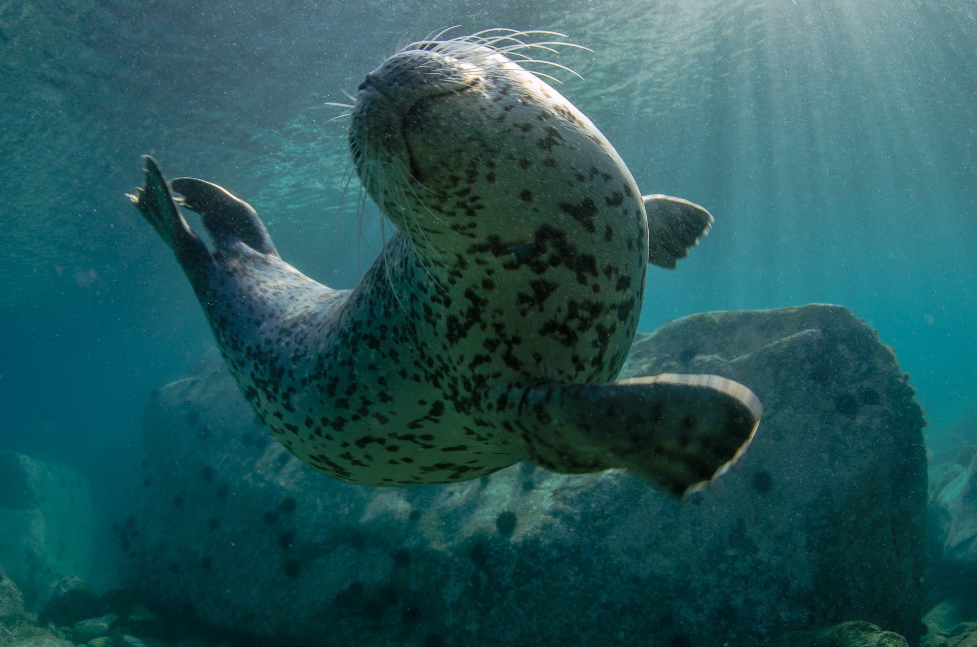 1080P, nature, animals, seals, HD Wallpaper