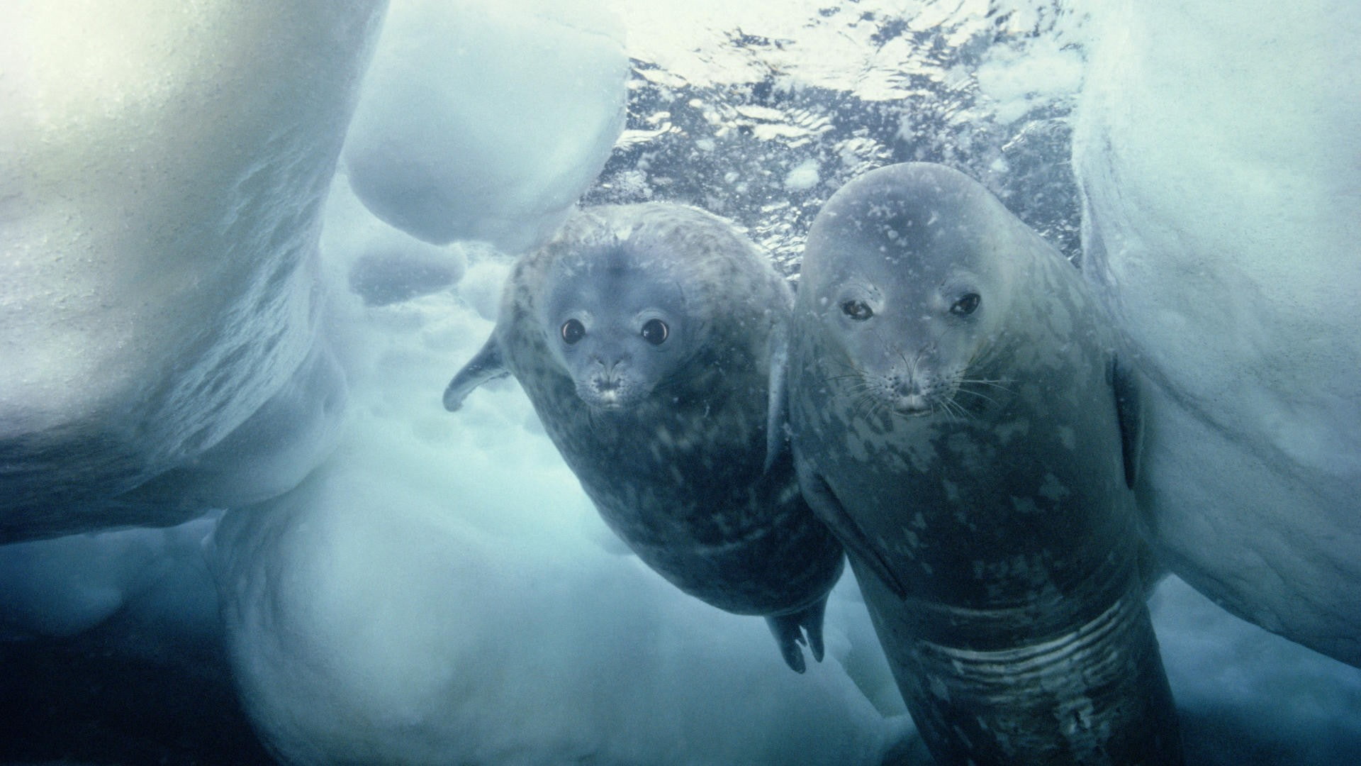 seals, underwater, animals, 1080P, HD Wallpaper