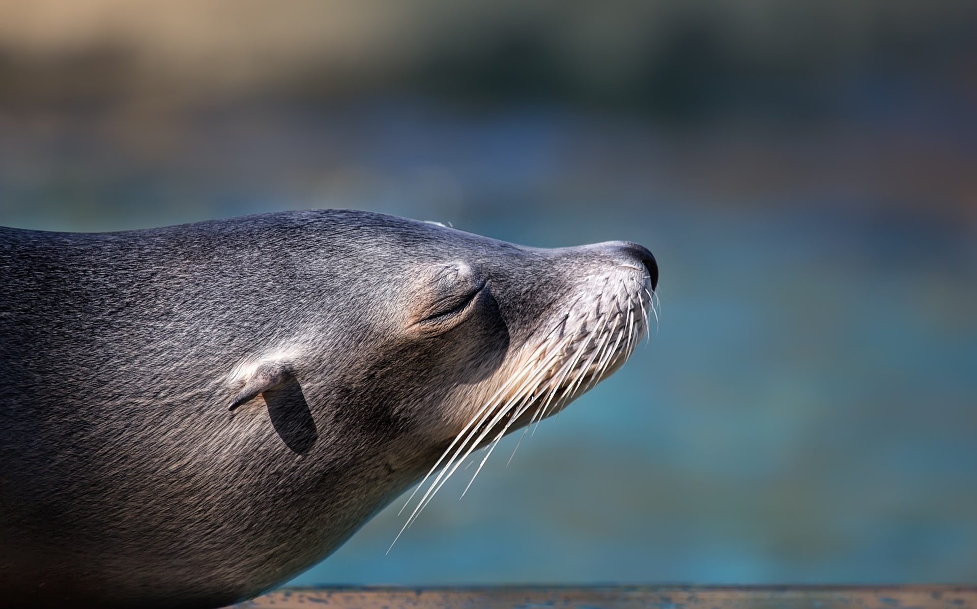 whisker, nature, mammal, animals in the wild, sea, seals, one animal, animal themes, animals, aquatic mammal, animal body part, seal - animal, outdoors, HD Wallpaper