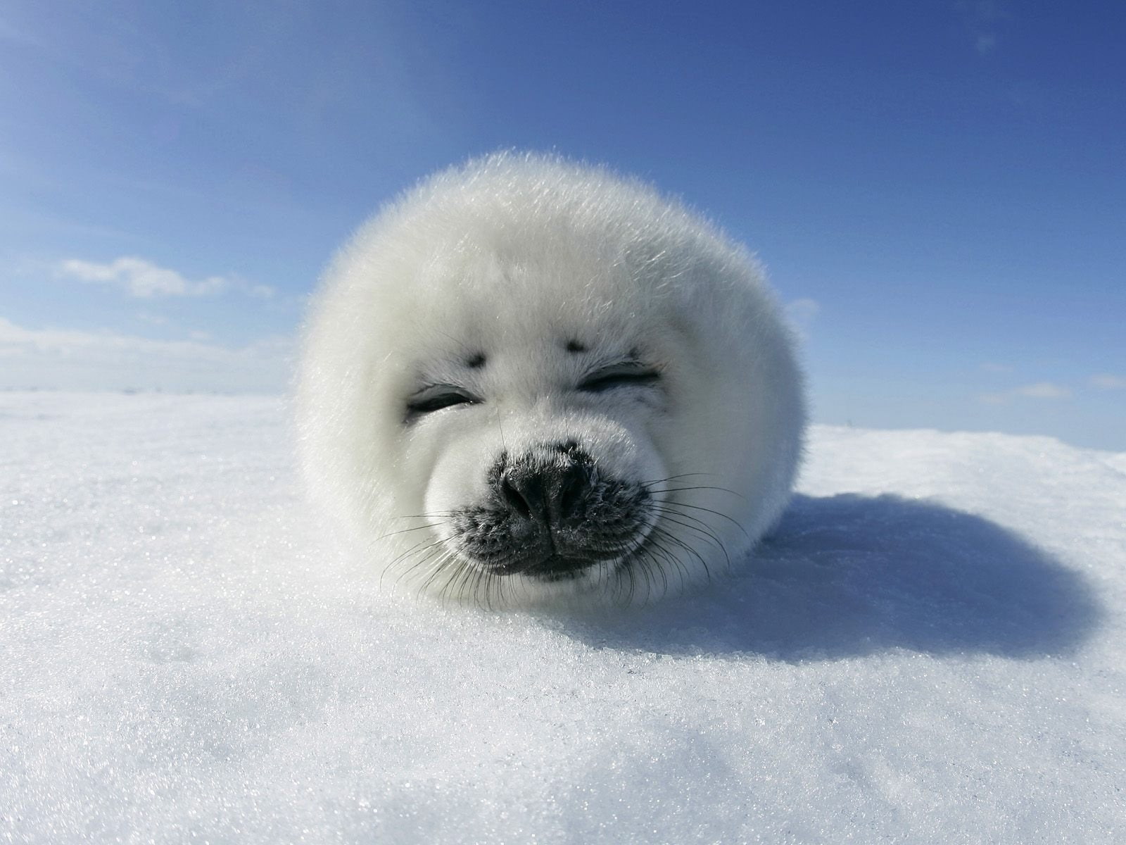 seal, snow, animals, baby, 720P, Harp, HD Wallpaper