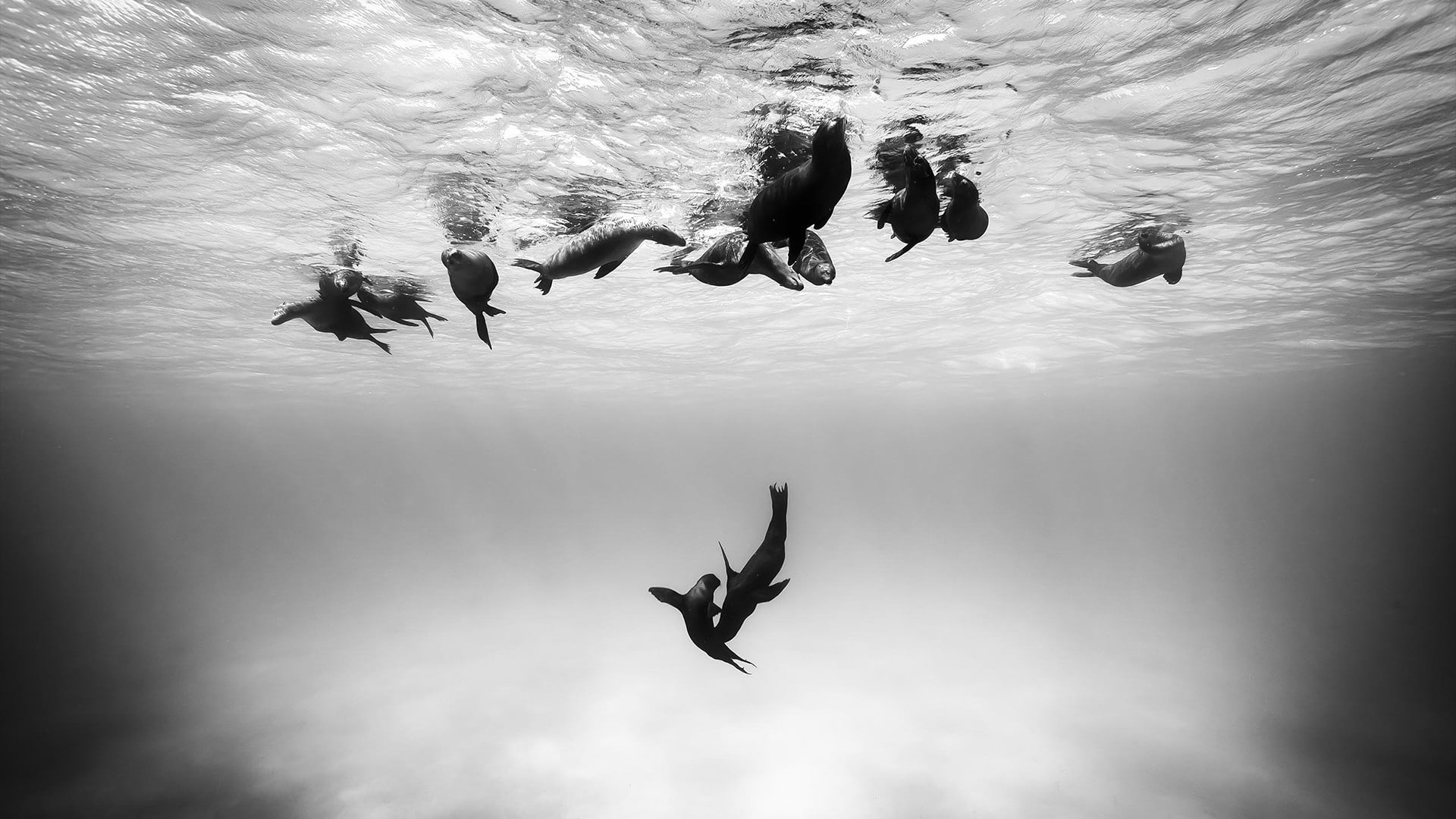 group of animals, lifestyles, animals, animals in the wild, day, real people, vertebrate, seals, sea, reflection, motion, leisure activity, underwater, HD Wallpaper