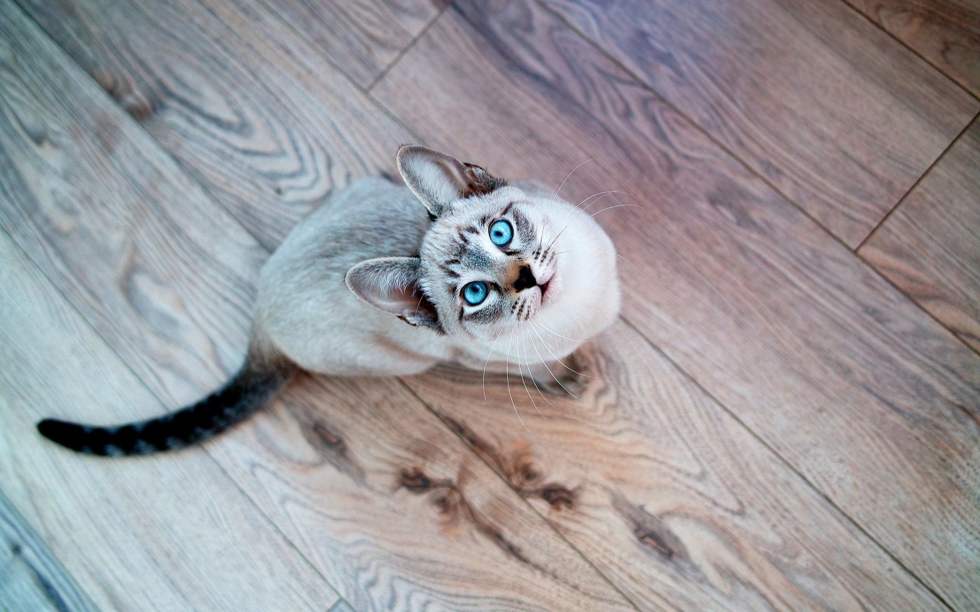 1080P, animals, Siamois Seal Tabby, cat, blue eyes, looking up, wooden surface, HD Wallpaper