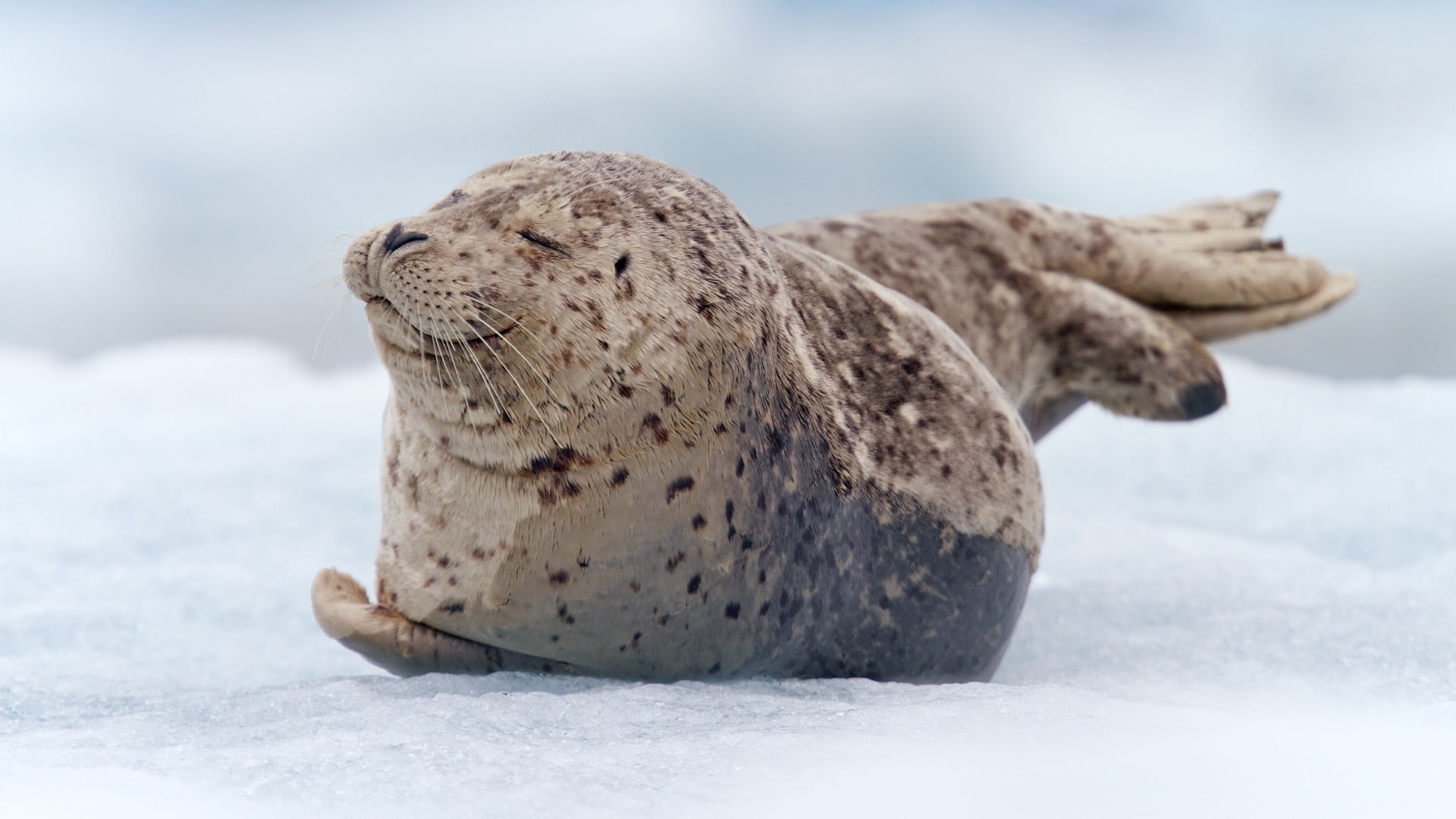 animals, 1080P, smiley, seal, HD Wallpaper