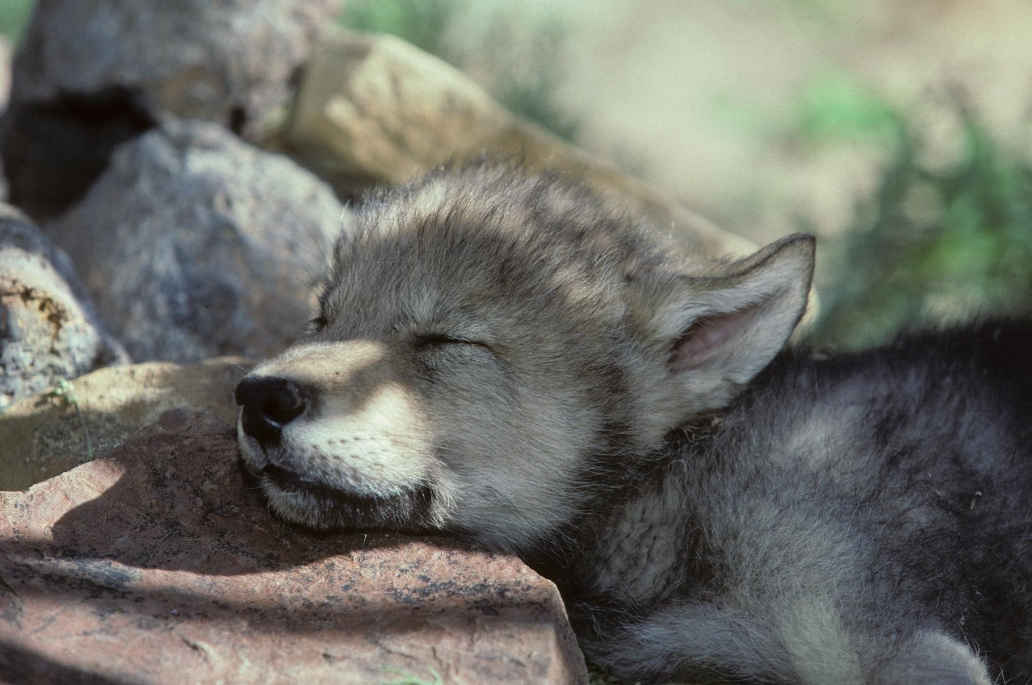 1080P, sweet, animal, pup, sleeping, wolf, animals, young, HD Wallpaper