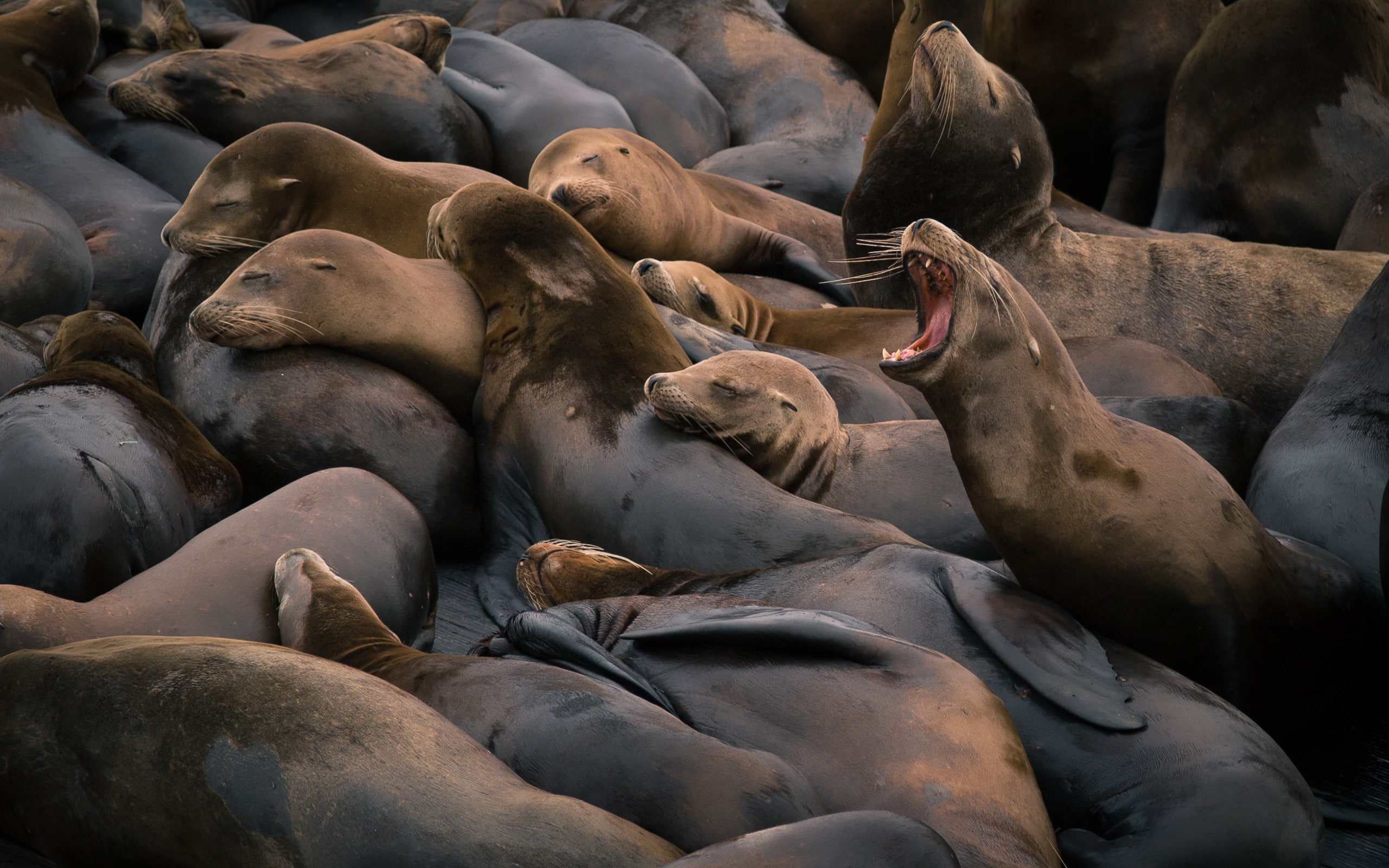 animals, group, lions, sea, hd, 2K, sleep, seals, HD Wallpaper