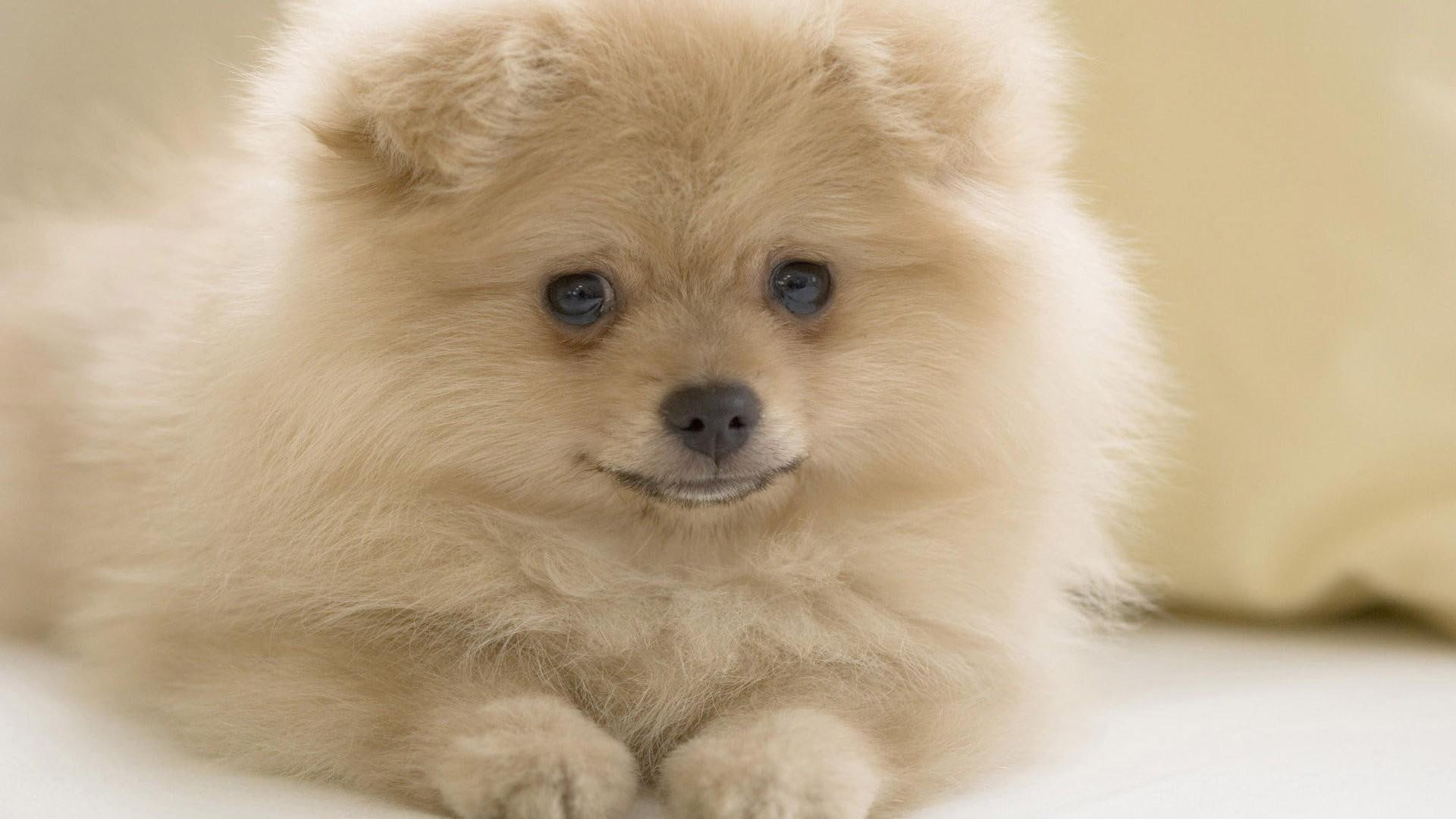 pom, 1080P, cute, animal, pup, puppy, animals, HD Wallpaper