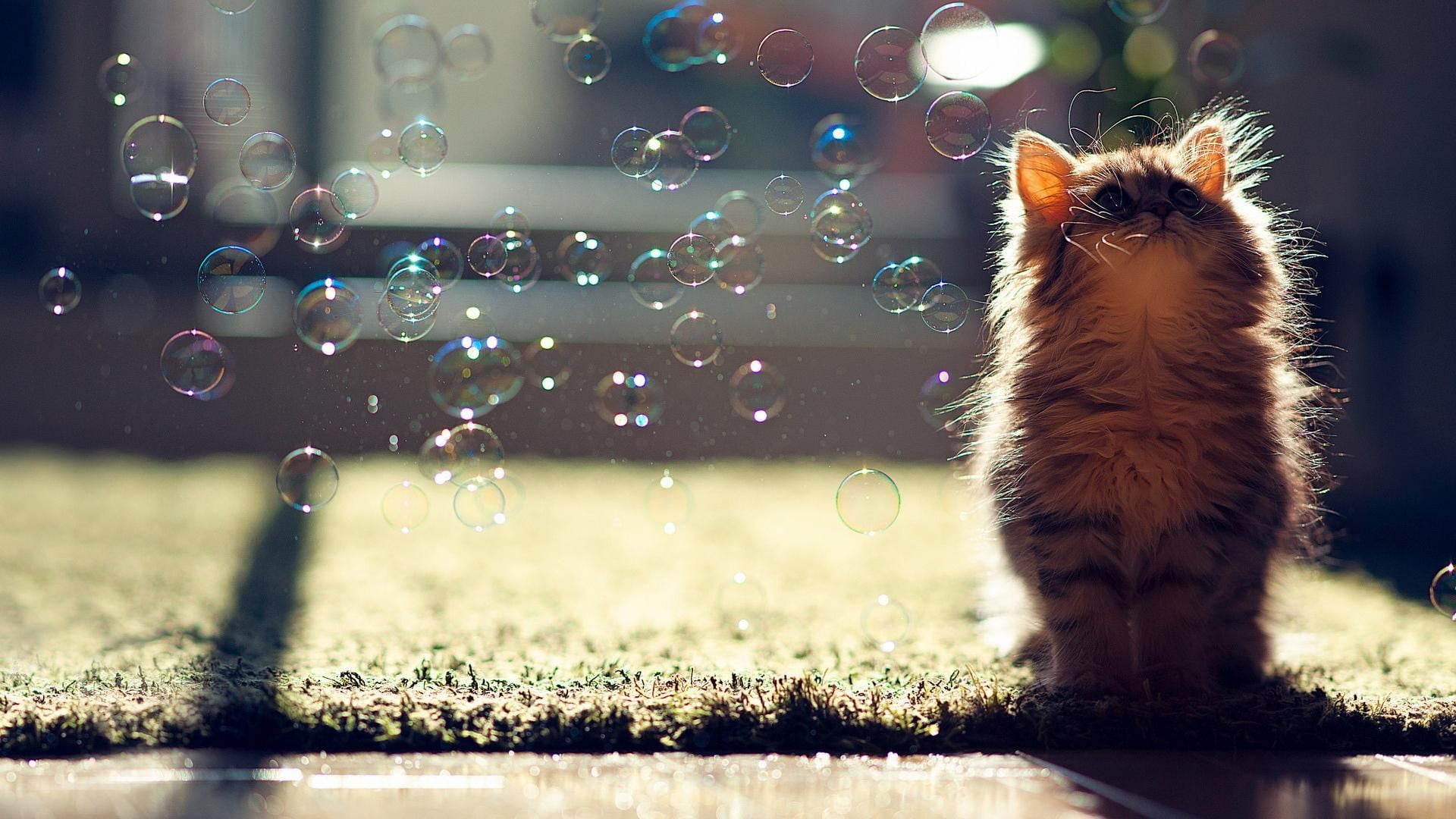 outdoors, animal themes, 1080P, vertebrate, plant, feline, looking up, one animal, mammal, black, gray, animals, water, selective focus, Ben Torode, whisker, HD Wallpaper