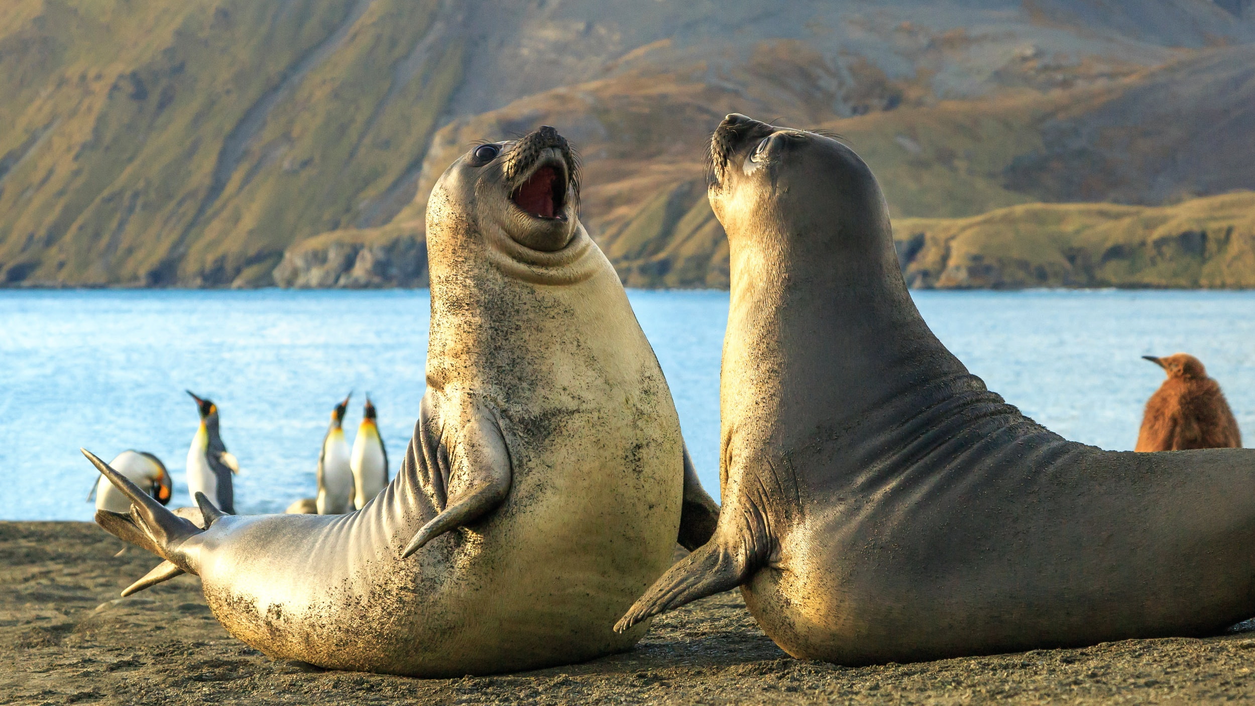 1080P, The South Sandwich Islands, penguins, elephant, seals, HD Wallpaper
