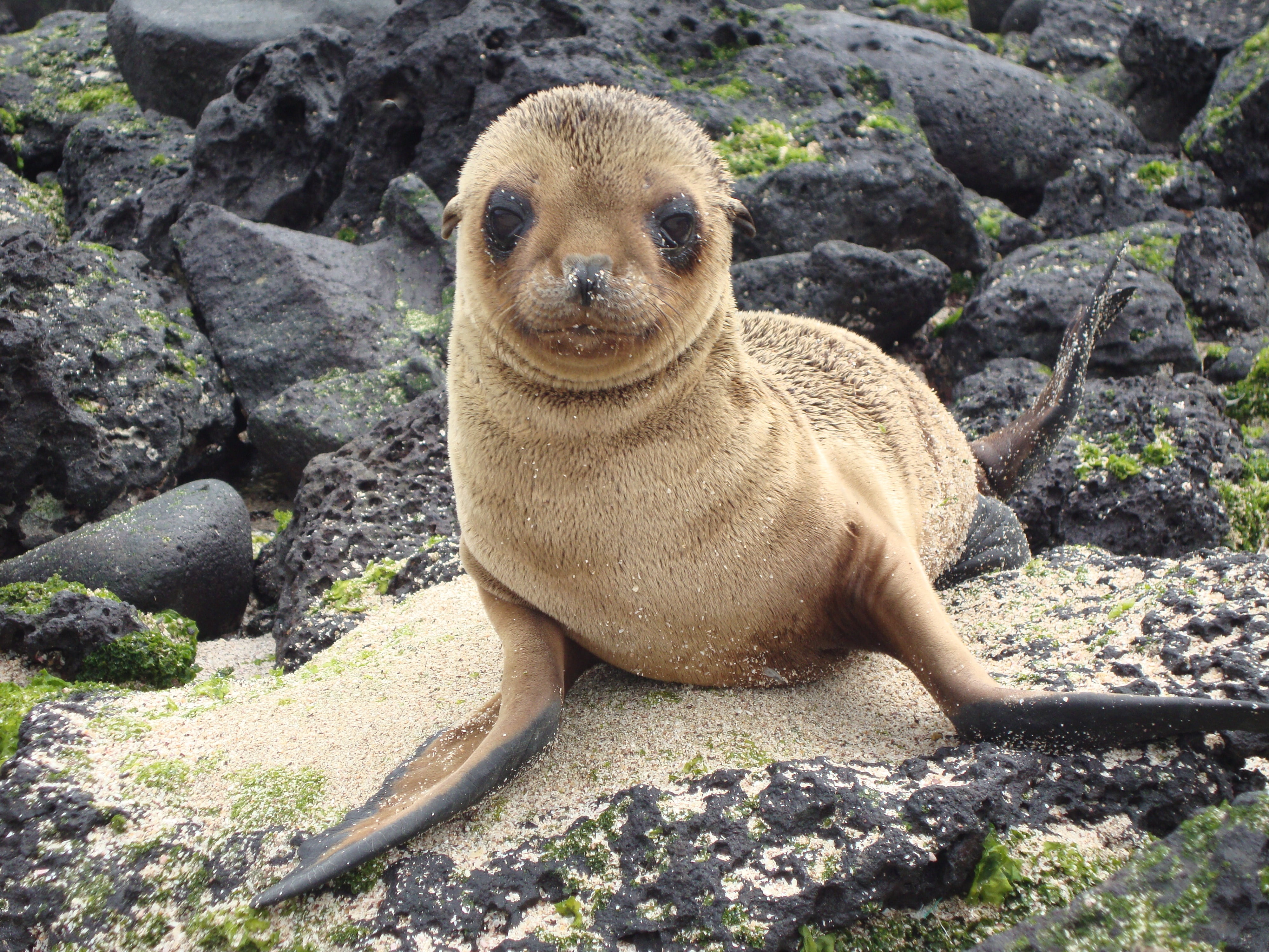 animal themes, animal, cute, solid, africa, sea Lion, 4K, outdoors, animal wildlife, brown, sea, close-up, mammal, beach, nature, seal - Animal, rock, HD Wallpaper