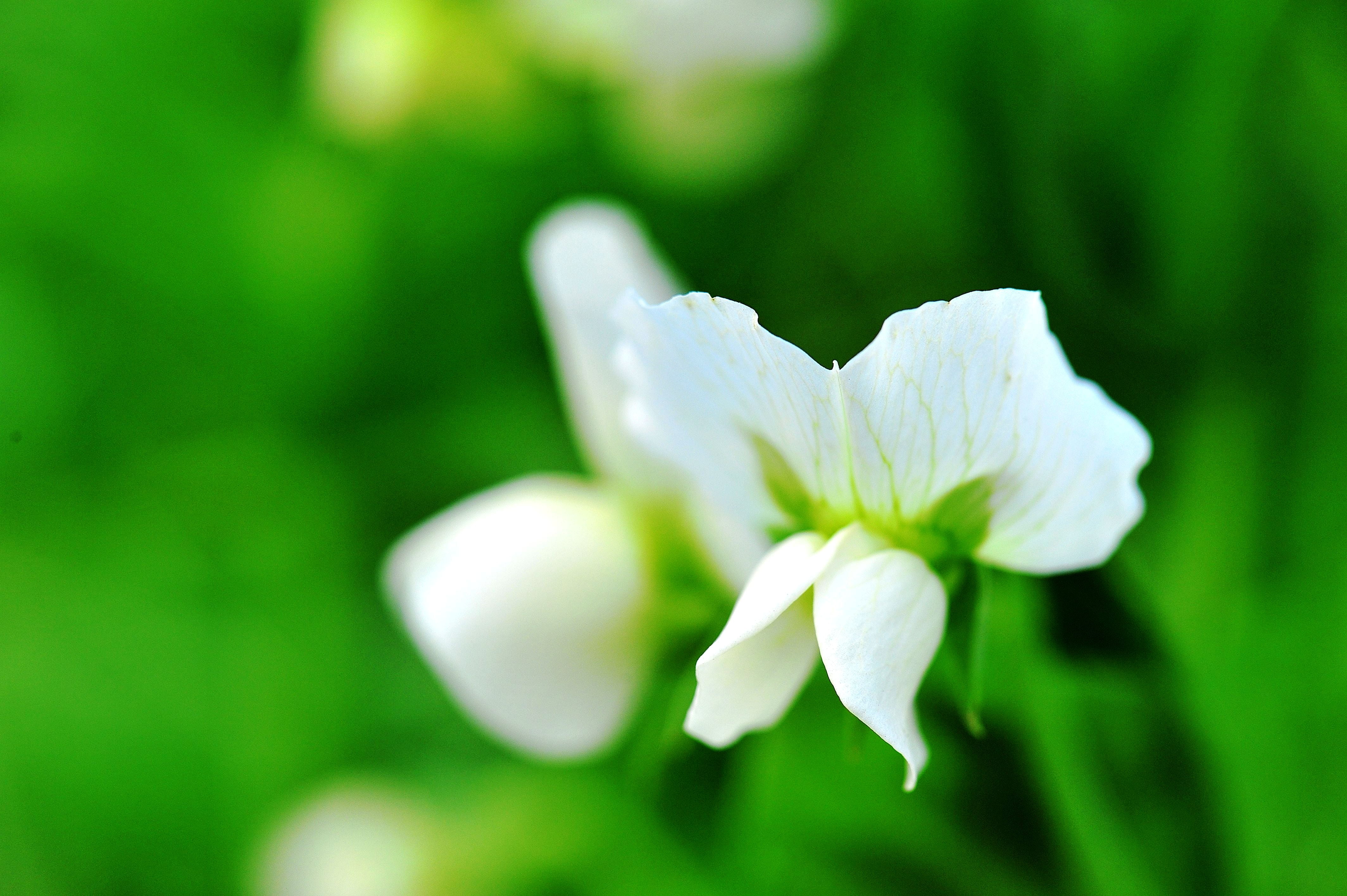 green Color, 4K, plant, beauty In Nature, nature, close-up, freshness, flower Head, springtime, petal, leaf, flower, iris, white, HD Wallpaper