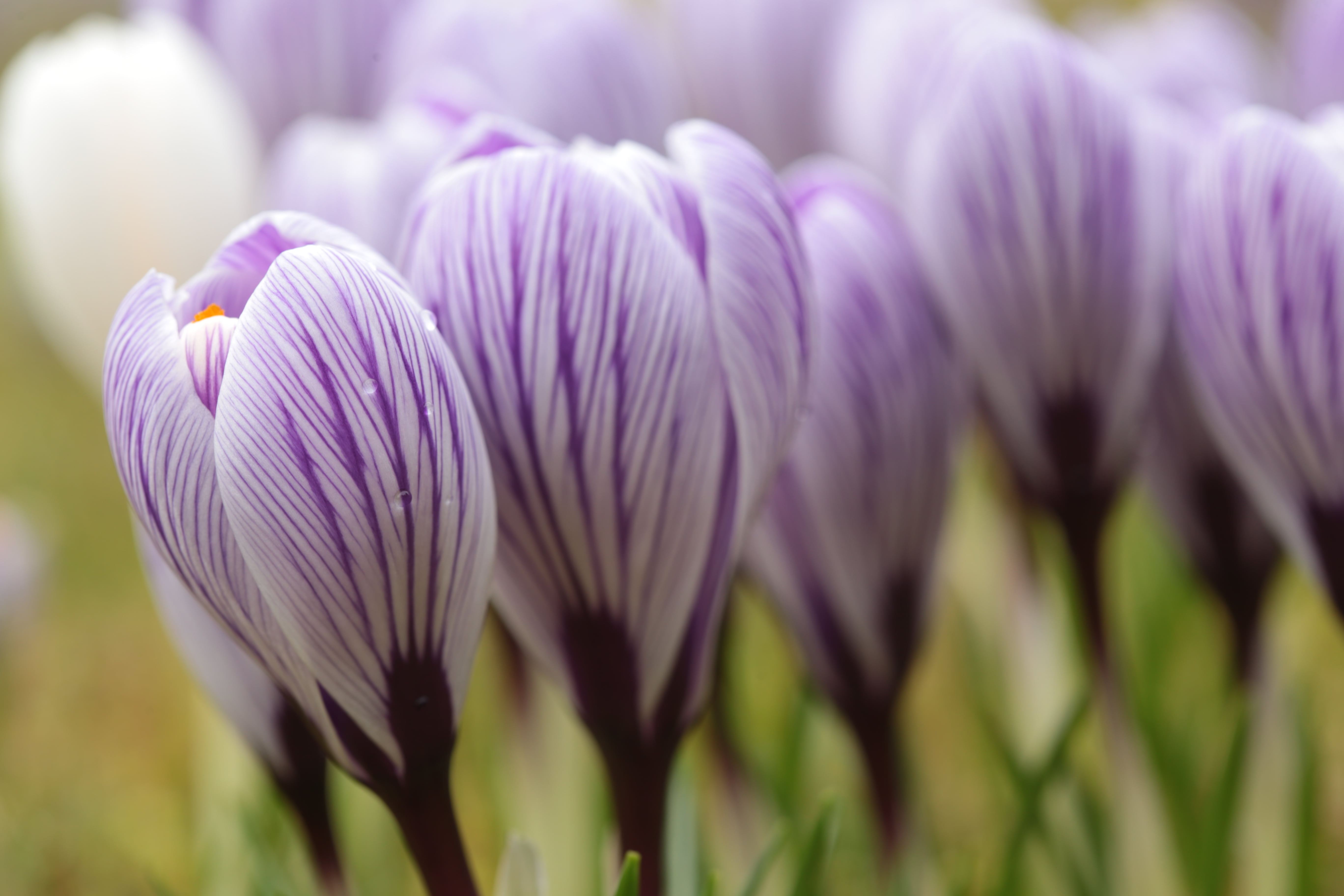 crocus, lawn, macro, close-up, 5K, stripey, purple, plant, white, petal, tulip, springtime, beauty In Nature, nature, crocuses, flower, flower Head, petaled, HD Wallpaper