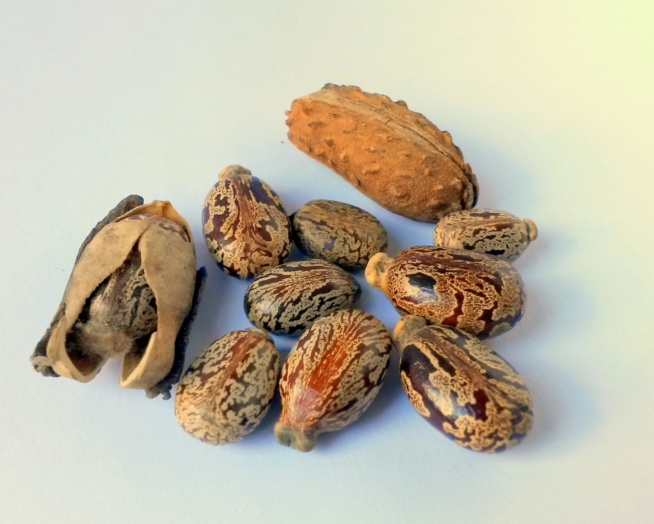 wellbeing, table, brown, variation, high angle view, castor, studio shot, no people, nut, Oil Seeds, seeds, nature, castor oil seeds, snack, 1080P, close-up, HD Wallpaper