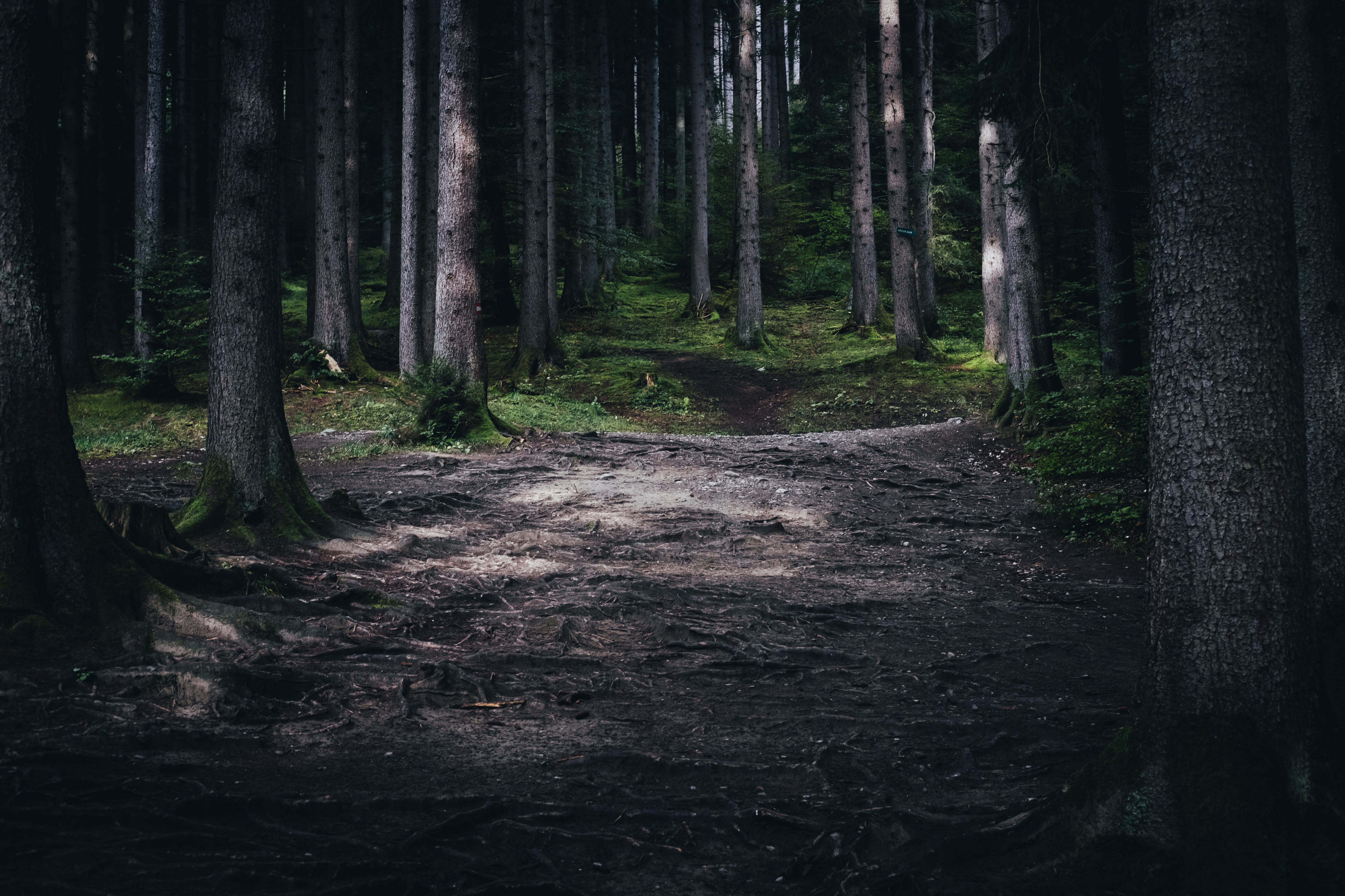 grass, the way forward, outdoors, roots, tranquil Scene, tangle, growth, tree trunk, tranquility, trail, sunlight, footpath, covered, trunk, trees, patches, HD Wallpaper