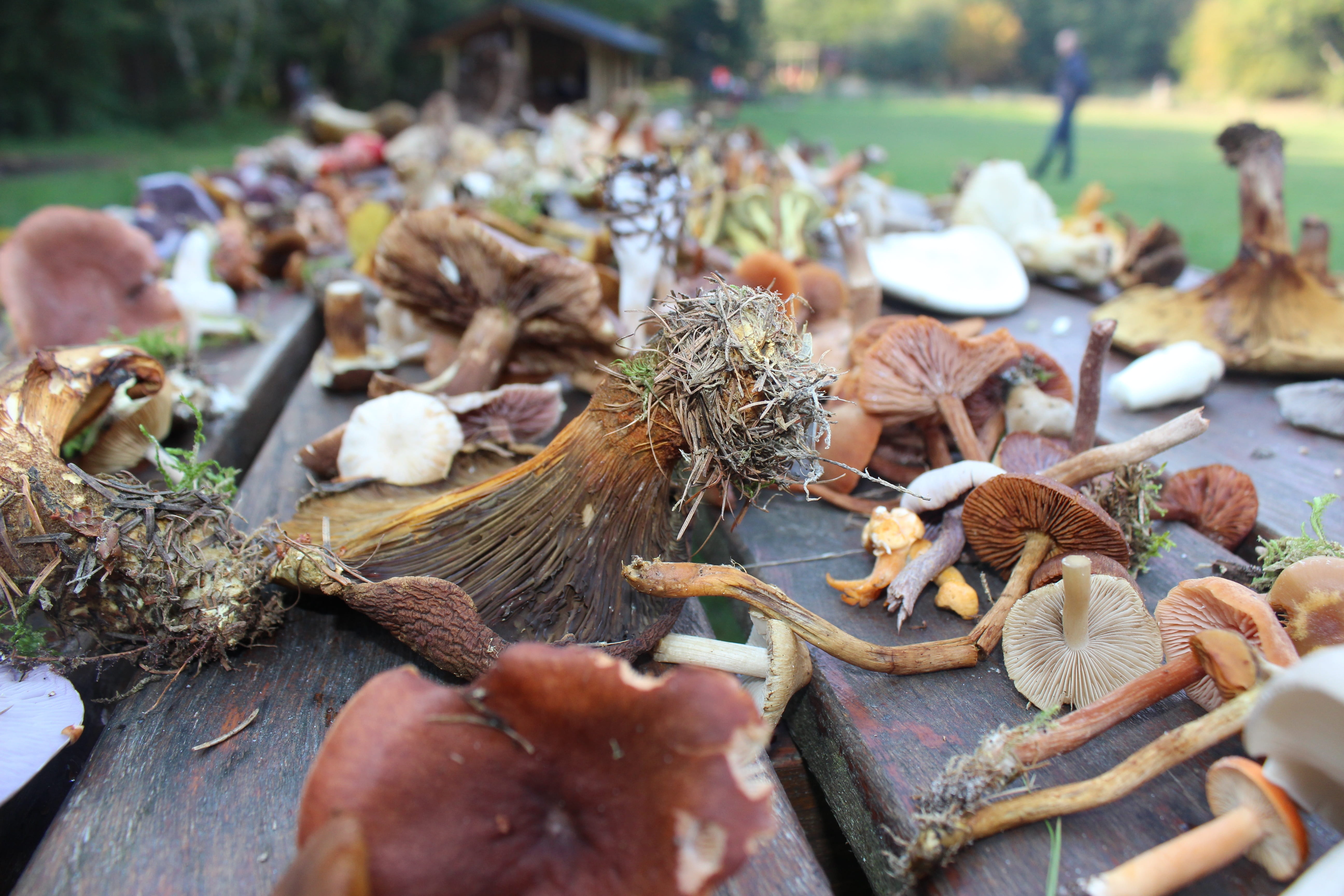 ground cover, find mushrooms, close-up, leaf, autumn, food, outdoors, 5K, tree, autumn leaves, sample, freshness, no people, the seasons change, mushroom, HD Wallpaper