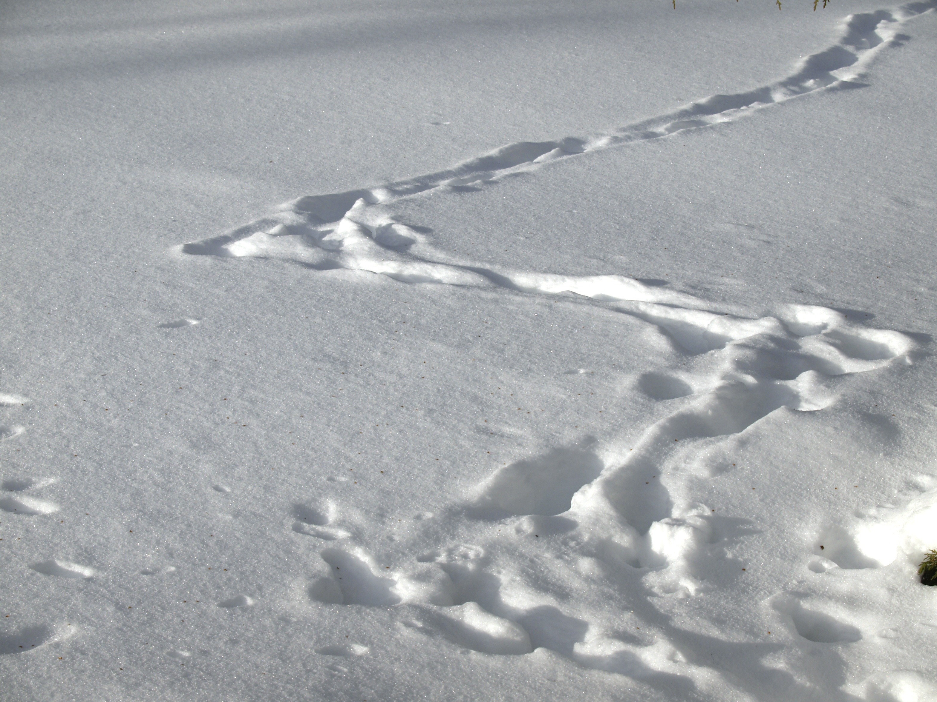floor, seasons, cold temperature, marks, tranquility, white color, curved, high angle view, frost, tracks, temperatures, snowy, field, day, white, ground, HD Wallpaper