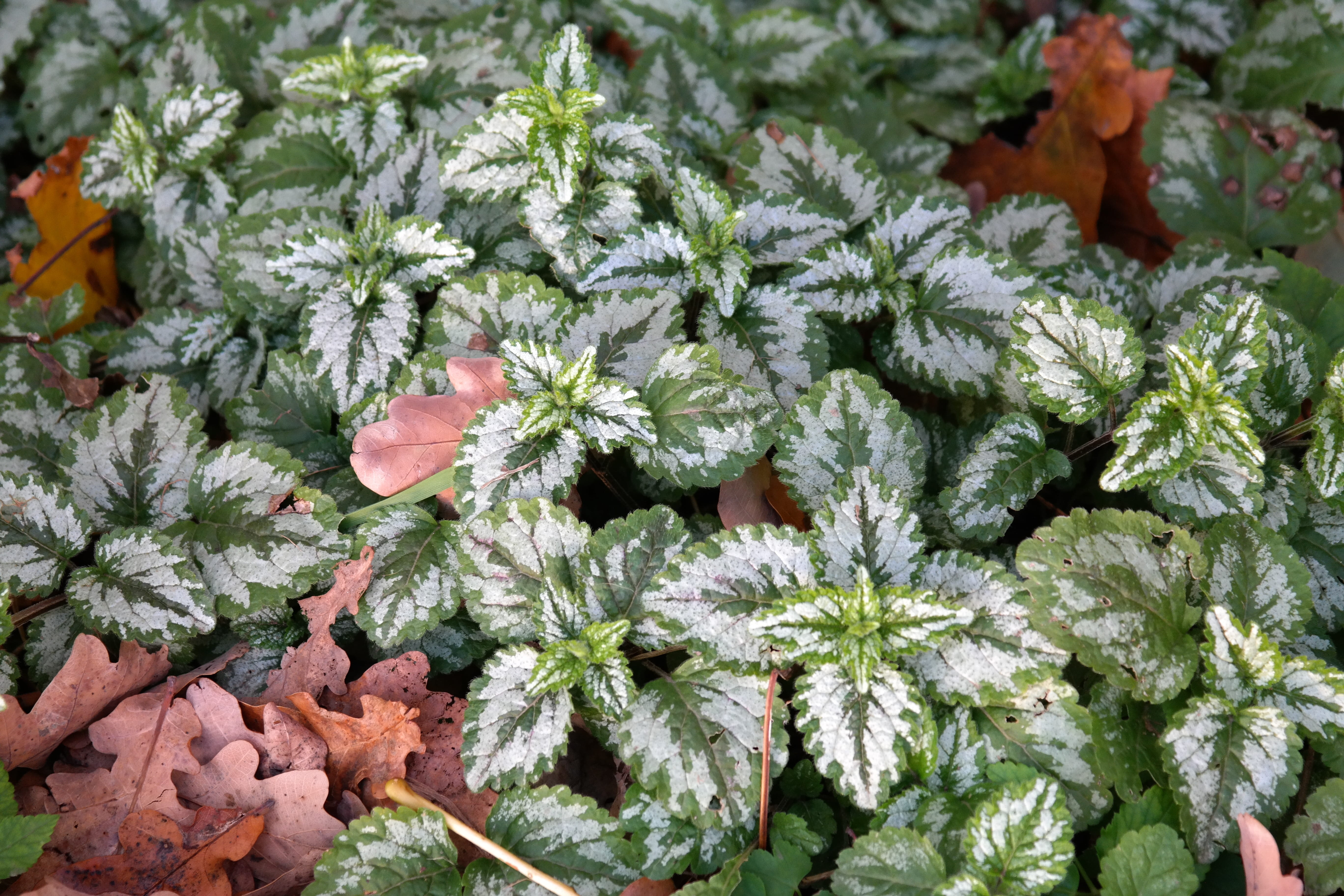 forest floor, flower, goldnessel, lamiaceae, petal, flowering plant, full frame, plant, green color, growth, Ordinary, ordinary goldnessel, nettle, lamium galeobdolon, HD Wallpaper