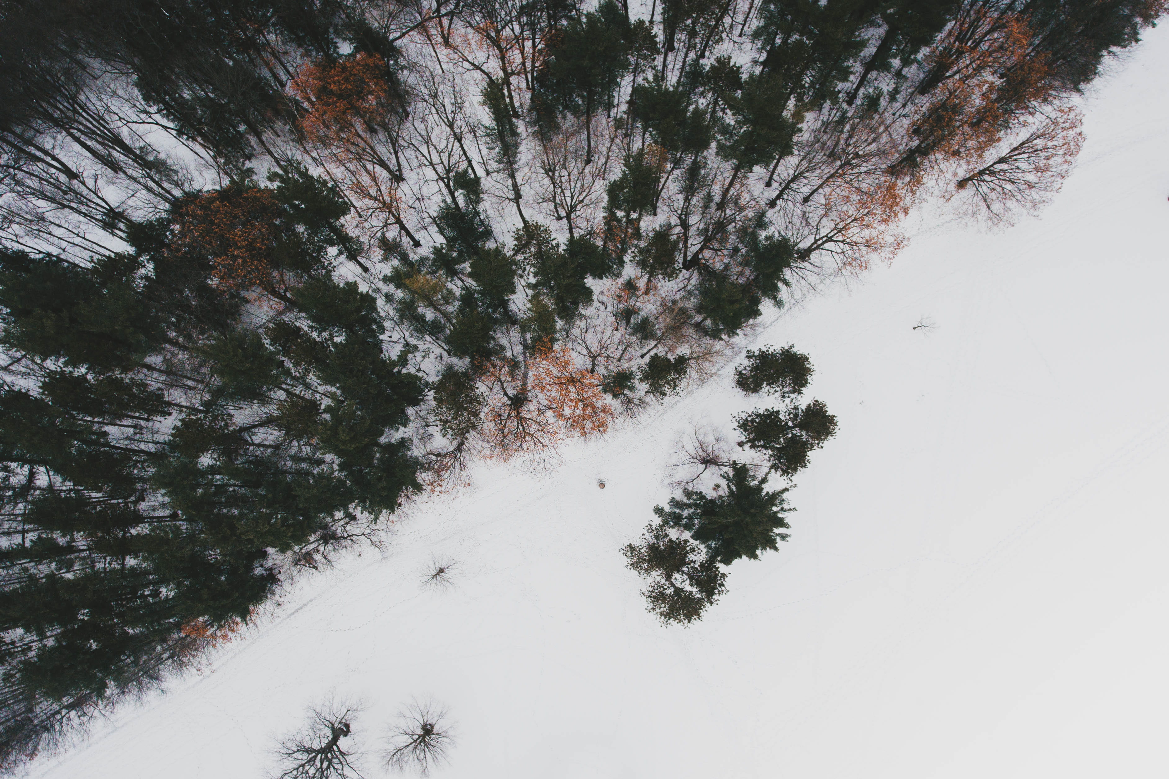 nature, field, snowcapped mountain, tree, aerial view, aerial, photography, mountain, beauty in nature, woodland, tranquility, day, white color, forest, HD Wallpaper