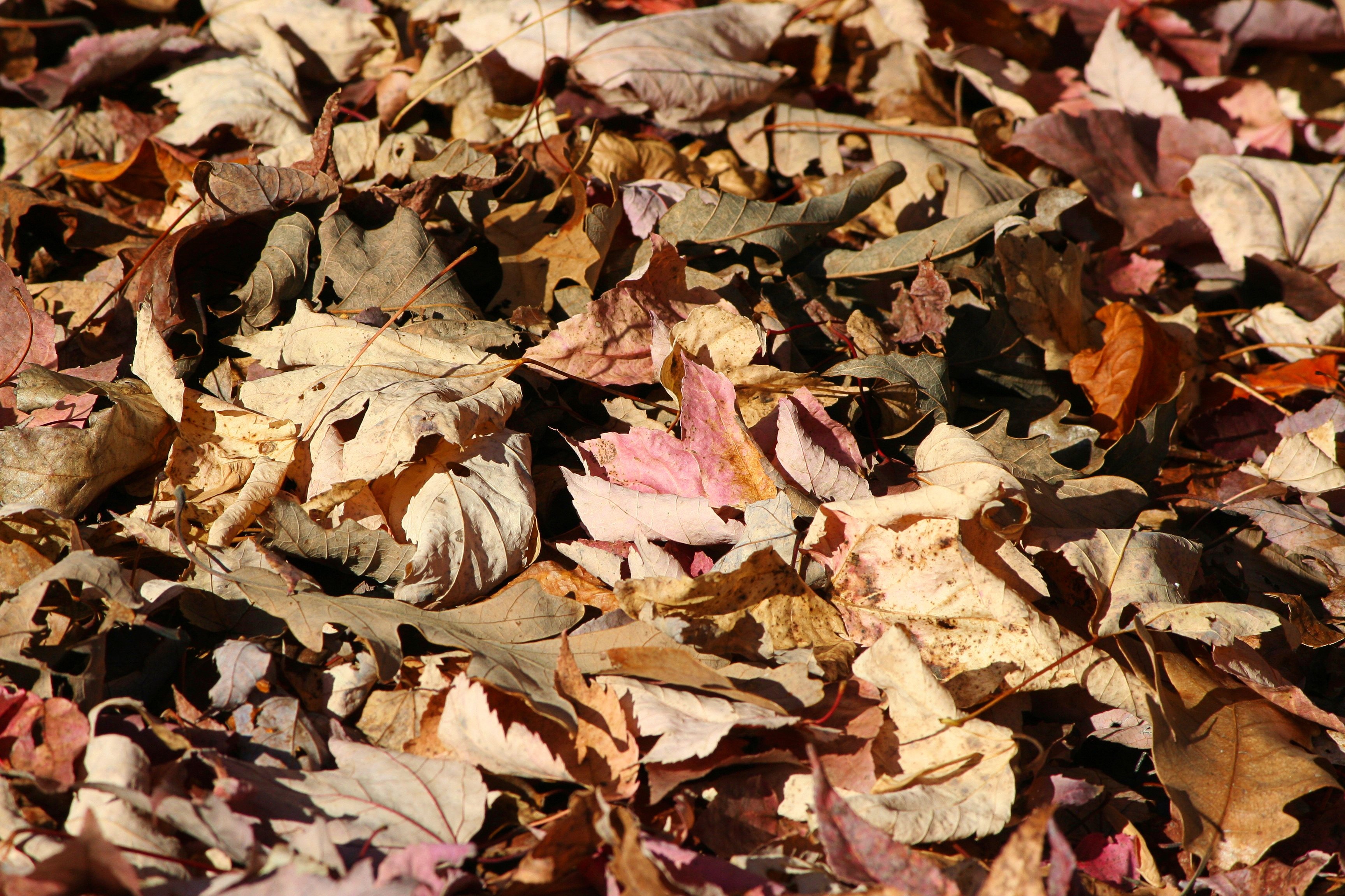 no people, autumn collection, ground cover, high angle view, fallen leaves, backgrounds, full frame, dried, maple, close-up, nature, forest floor, oak, HD Wallpaper