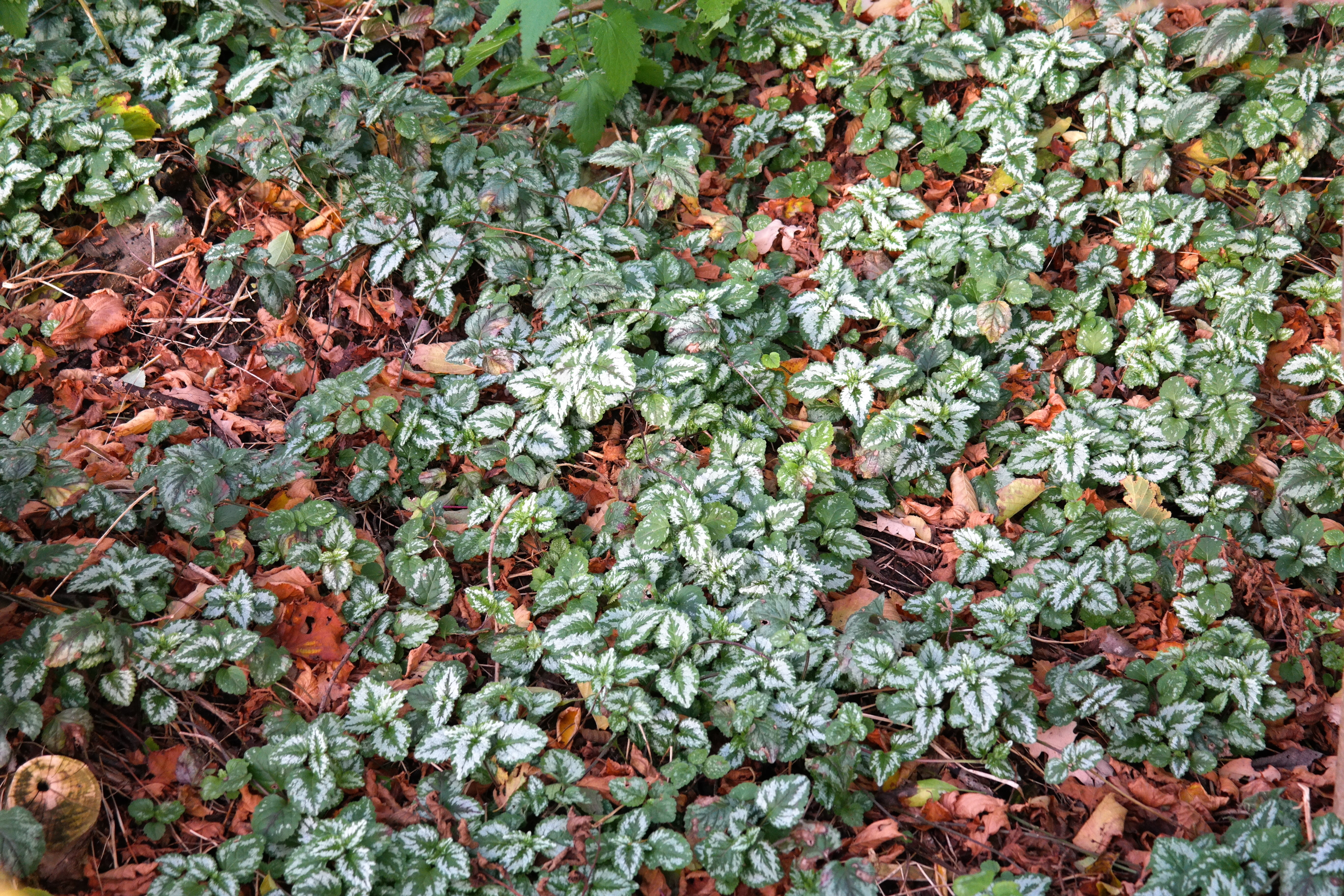 close-up, galeobdolon, high angle view, forest floor, tranquility, nature, backgrounds, plant part, day, white, true leaves, full frame, 5K, change, autumn, HD Wallpaper