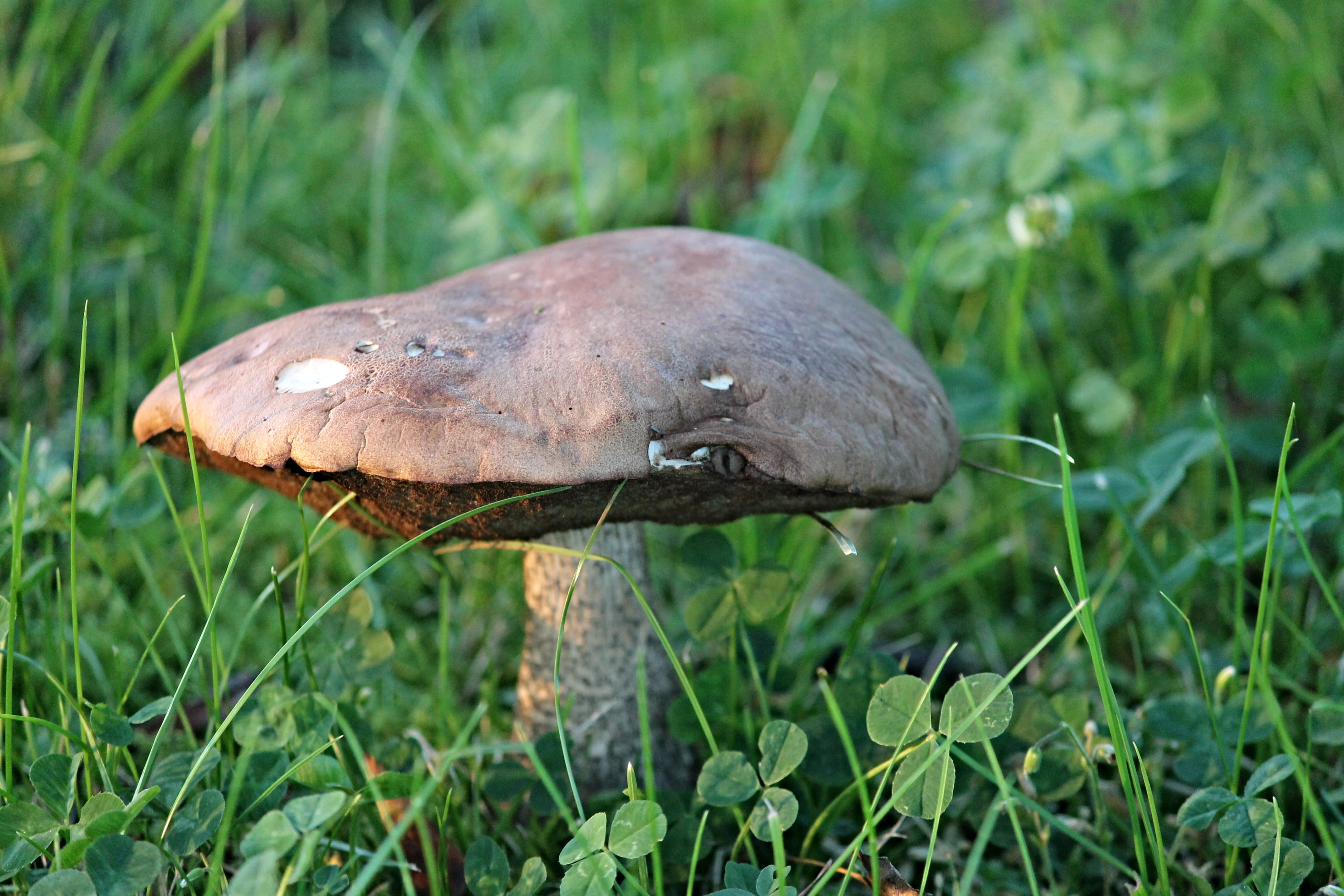 close-up, old, vegetable, animals in the wild, leathery, outdoors, 4K, nature, beauty in nature, eye, animal wildlife, grass, green, no people, meadow, HD Wallpaper