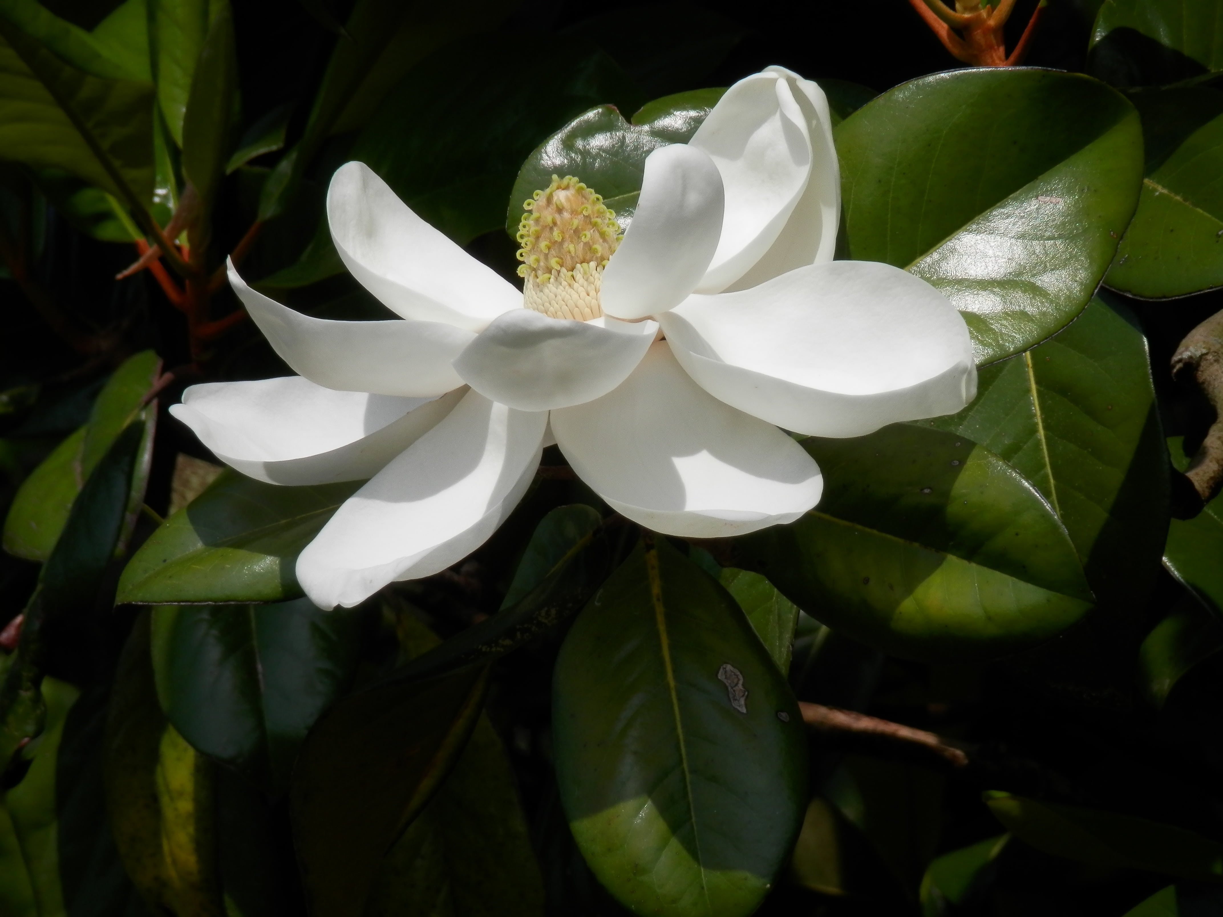 magnolia grandiflora, outdoors, inflorescence, plant, vulnerability, flower, white, flower Head, 4K, leaf, leafed, beauty in nature, green, tree, pollen, HD Wallpaper