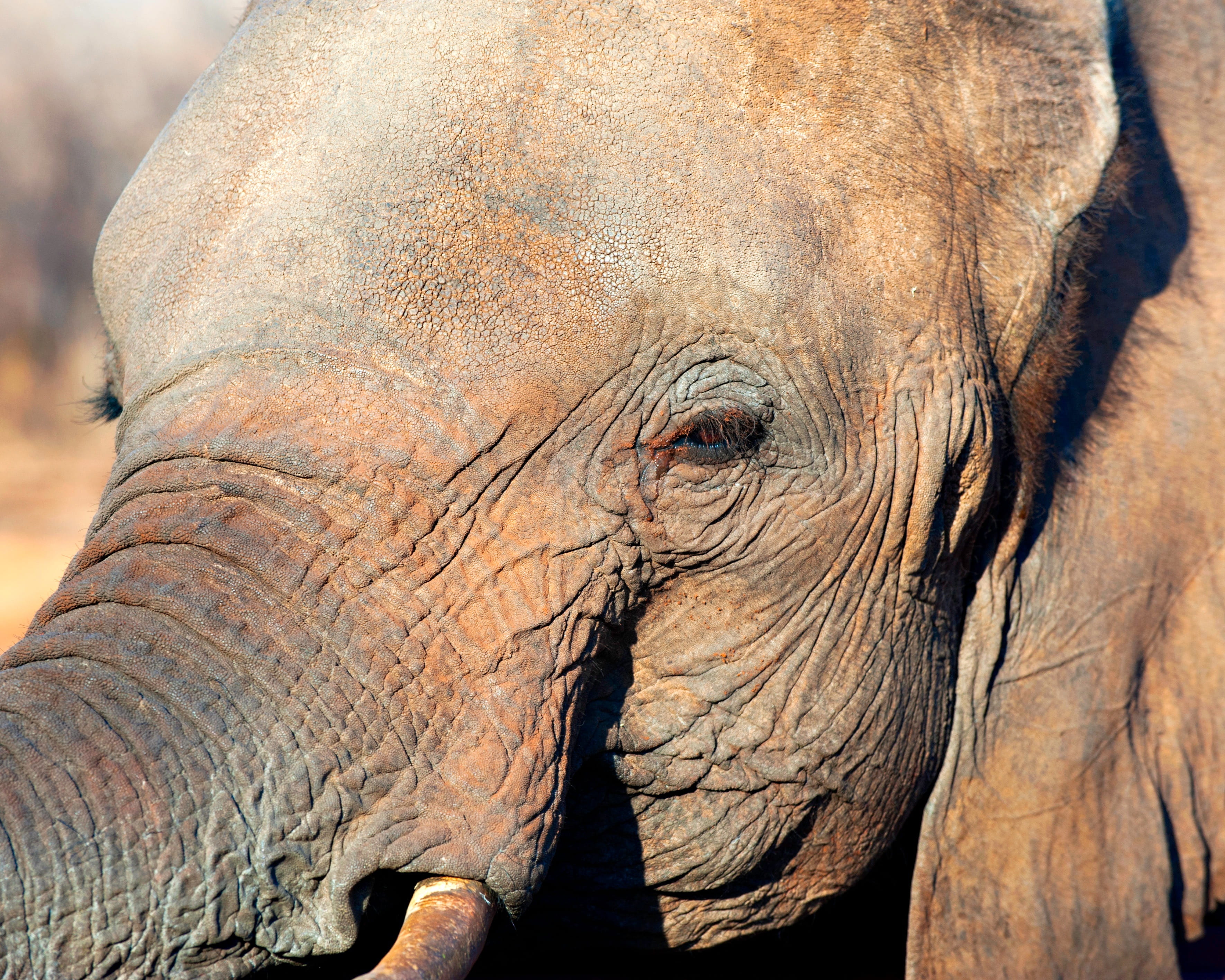 wrinkled, sunshine, wrinkle, photography, animal body part, animal themes, outdoors, focus, eye, animal wildlife, shallow, animal trunk, front view, trunk, HD Wallpaper