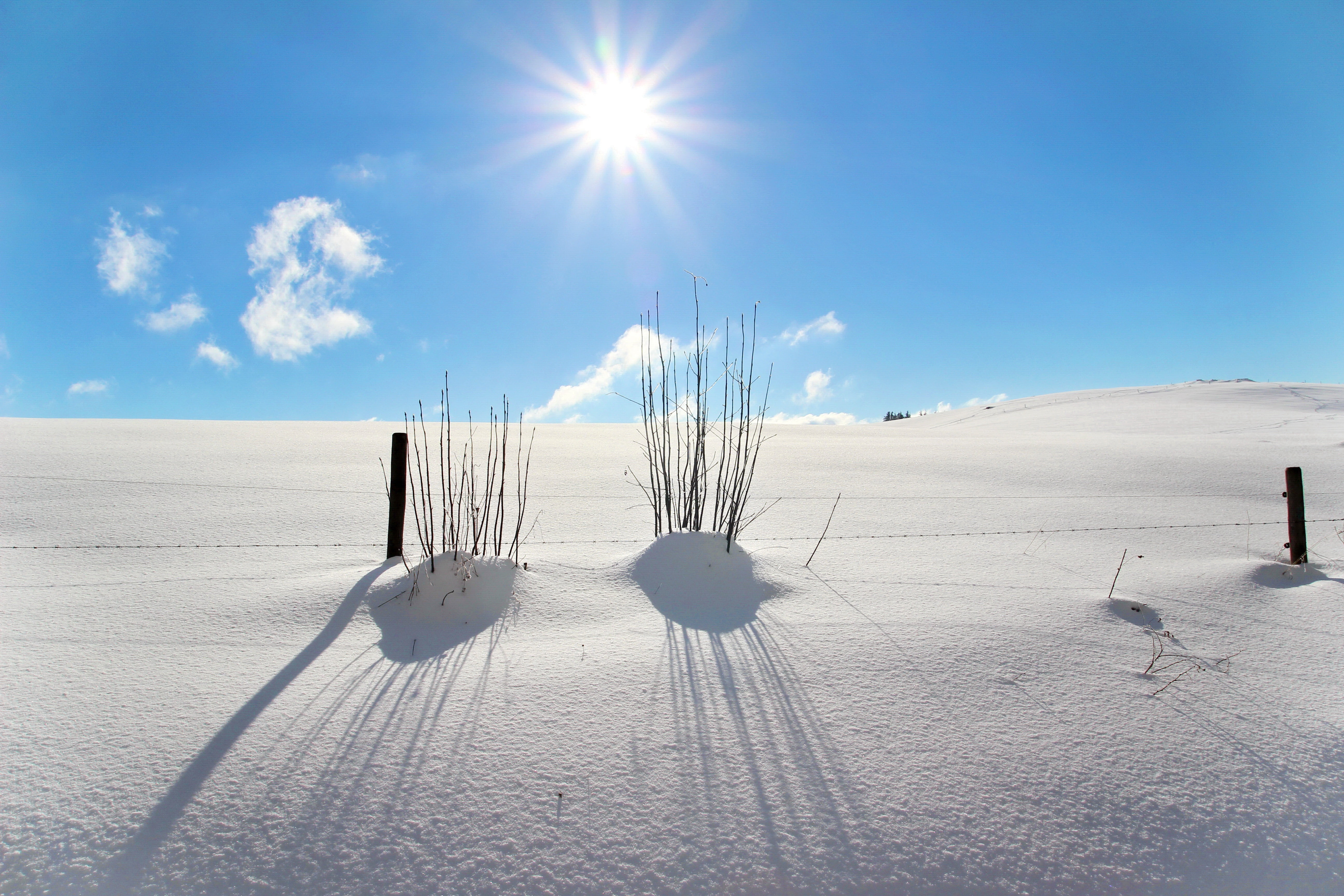 bush, climate, sand, snowfield, lens flare, tranquil scene, landscape, non-urban scene, day, white, cold - Temperature, snowy, back light, 5K, mountain, HD Wallpaper