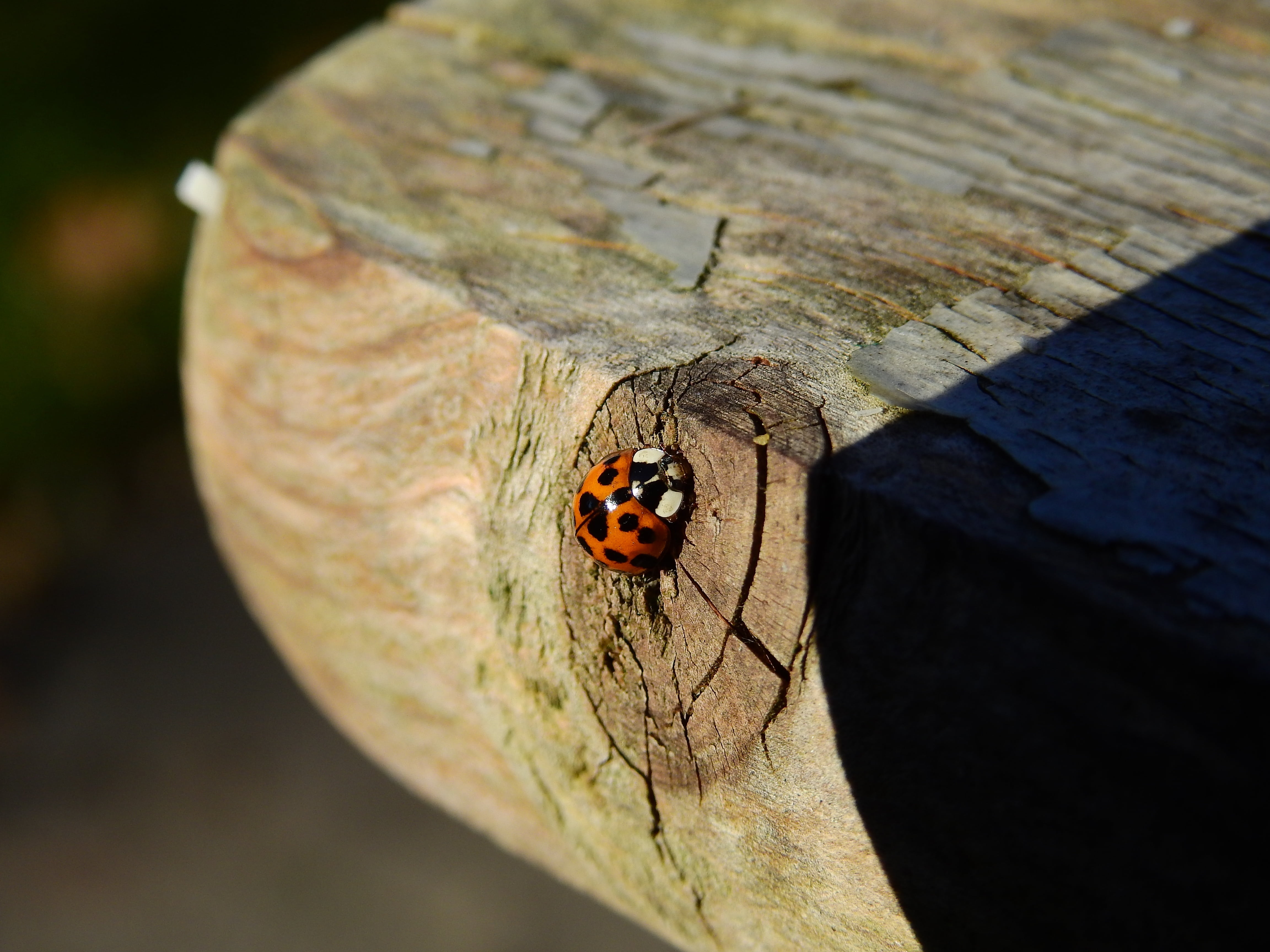wood - material, high angle view, animal wing, photography, no people, animal themes, tree, 4K, lucky charm, bark, ladybug, outdoors, nature, red, animals in the wild, HD Wallpaper