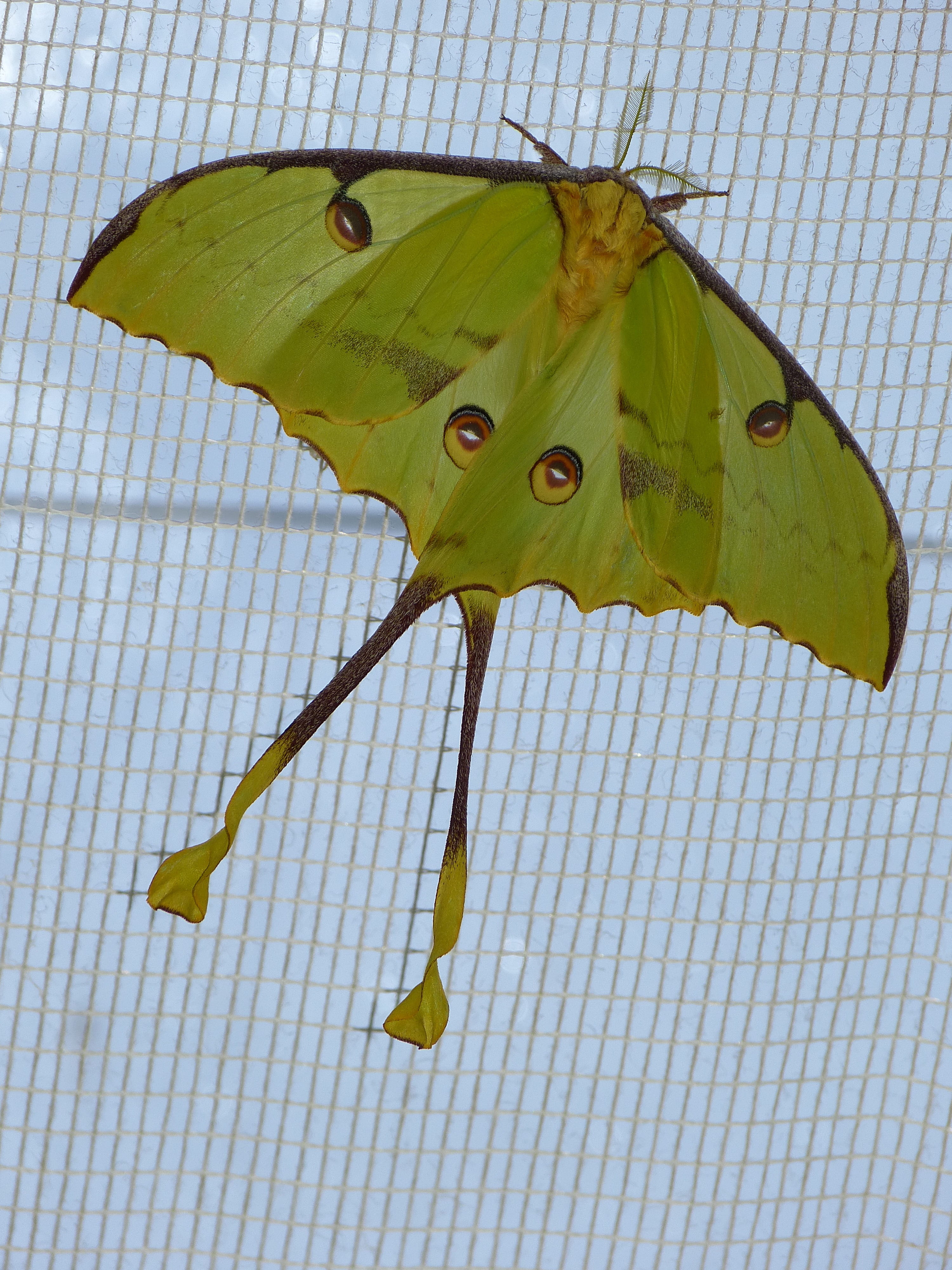 Moth, saturniidae, animal wing, green color, animal representation, argema, large, argema idea, butterfly house, argema madagascariensis, close-up, wing, Phone HD Wallpaper