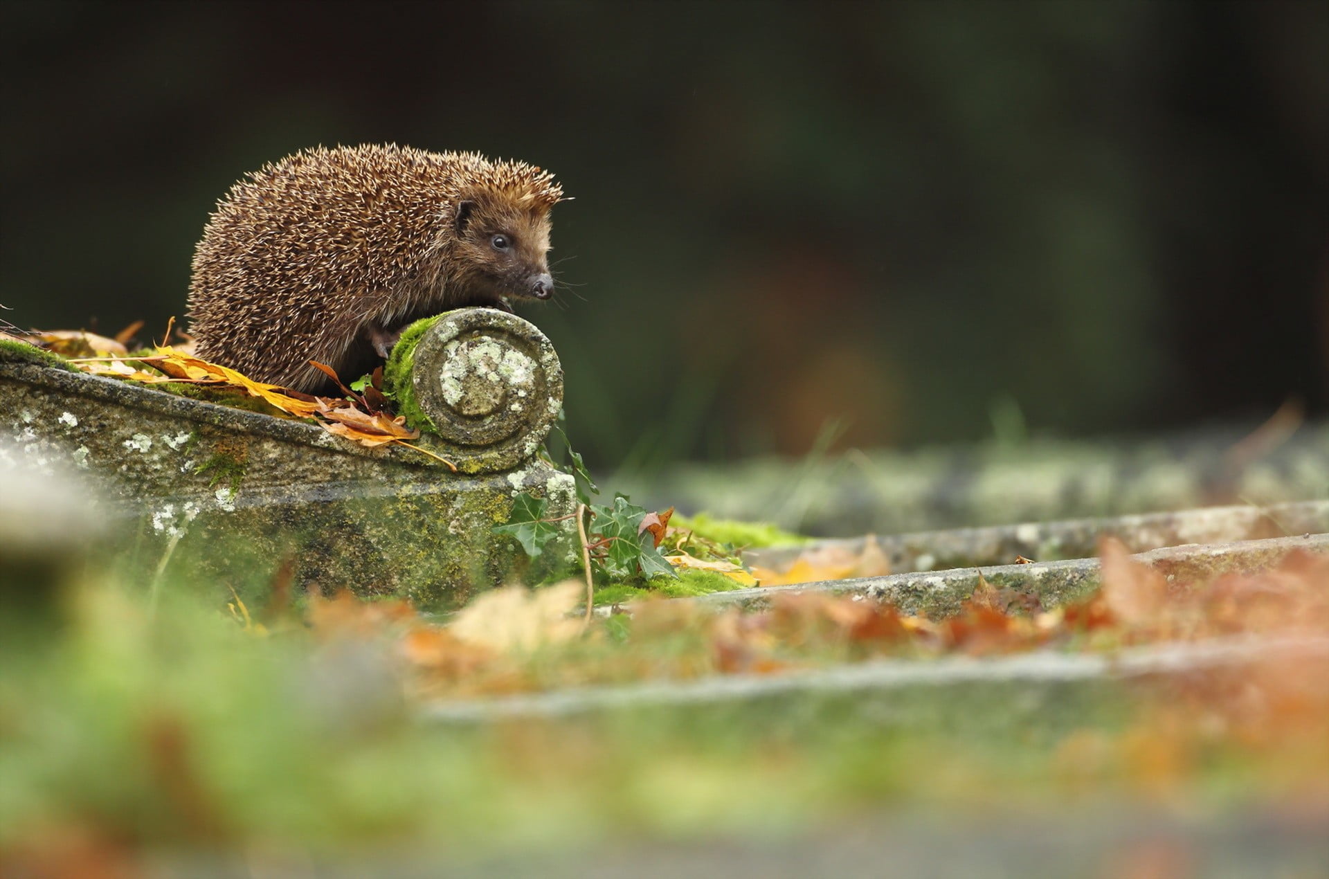 eating, urban, selective focus, one animal, no people, close-up, animals In The Wild, animal, looking, zoology, wildlife, monkey, brown, endangered Species, HD Wallpaper