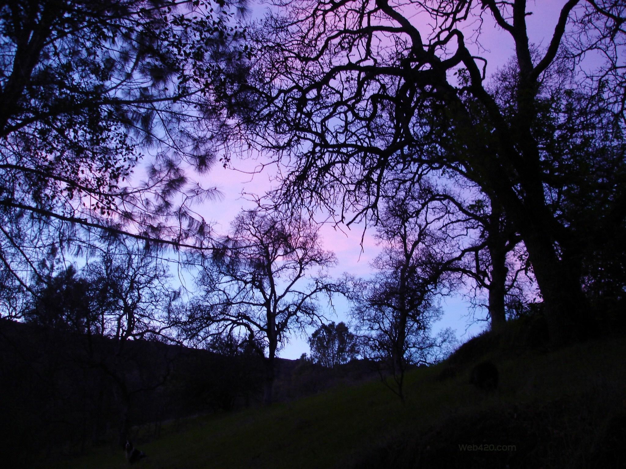 purple, trees, pastel, 3d and abstract, 1080P, blue, sunset, HD Wallpaper