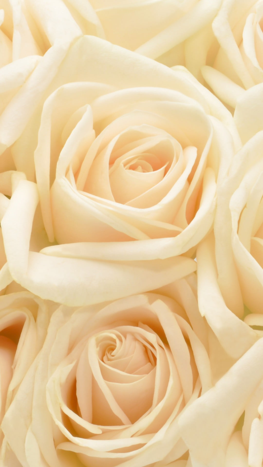 backgrounds, event, valentines day - holiday, yellow, plant, background, white color, full frame, 1080P, flower, white, rose, pastel, love, freshness, Phone HD Wallpaper
