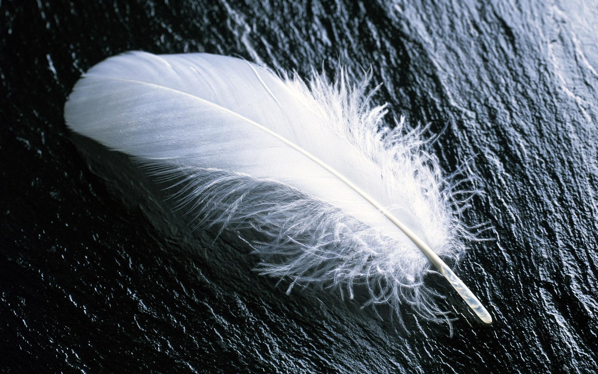 1080P, single, animals, white feather, feather, white, bird, HD Wallpaper